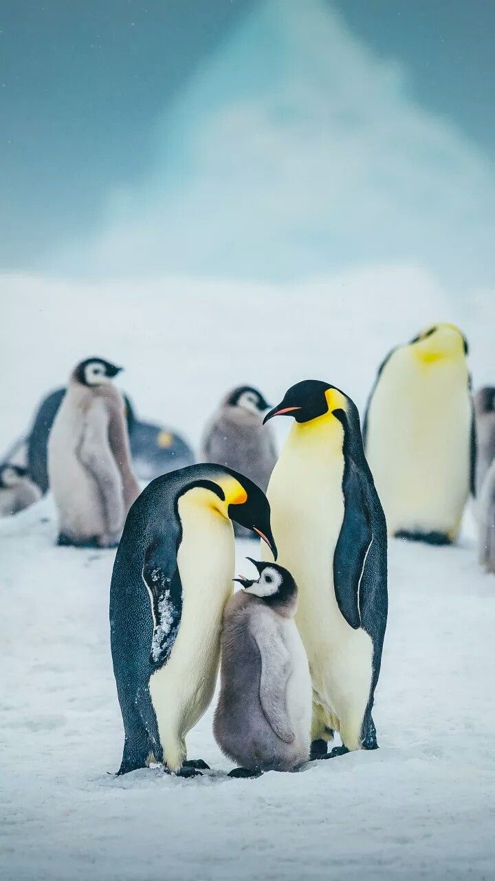 Lord shiva HD wallpaper. Penguins, Baby animals, Animals