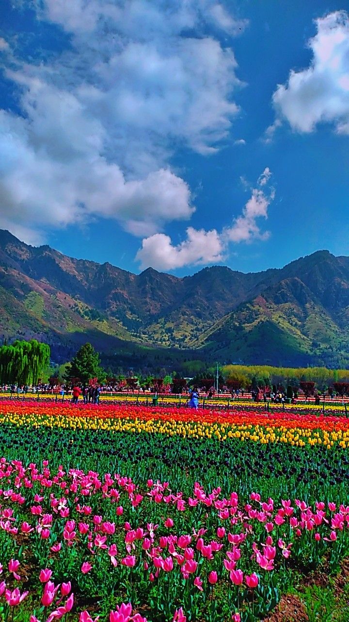 Asia's largest tulip garden