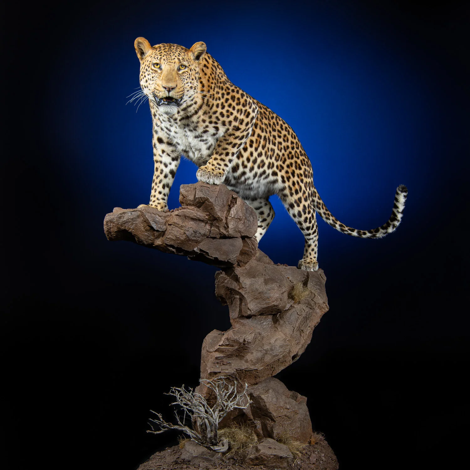 The Wildlife Gallery Custom Taxidermy Studio