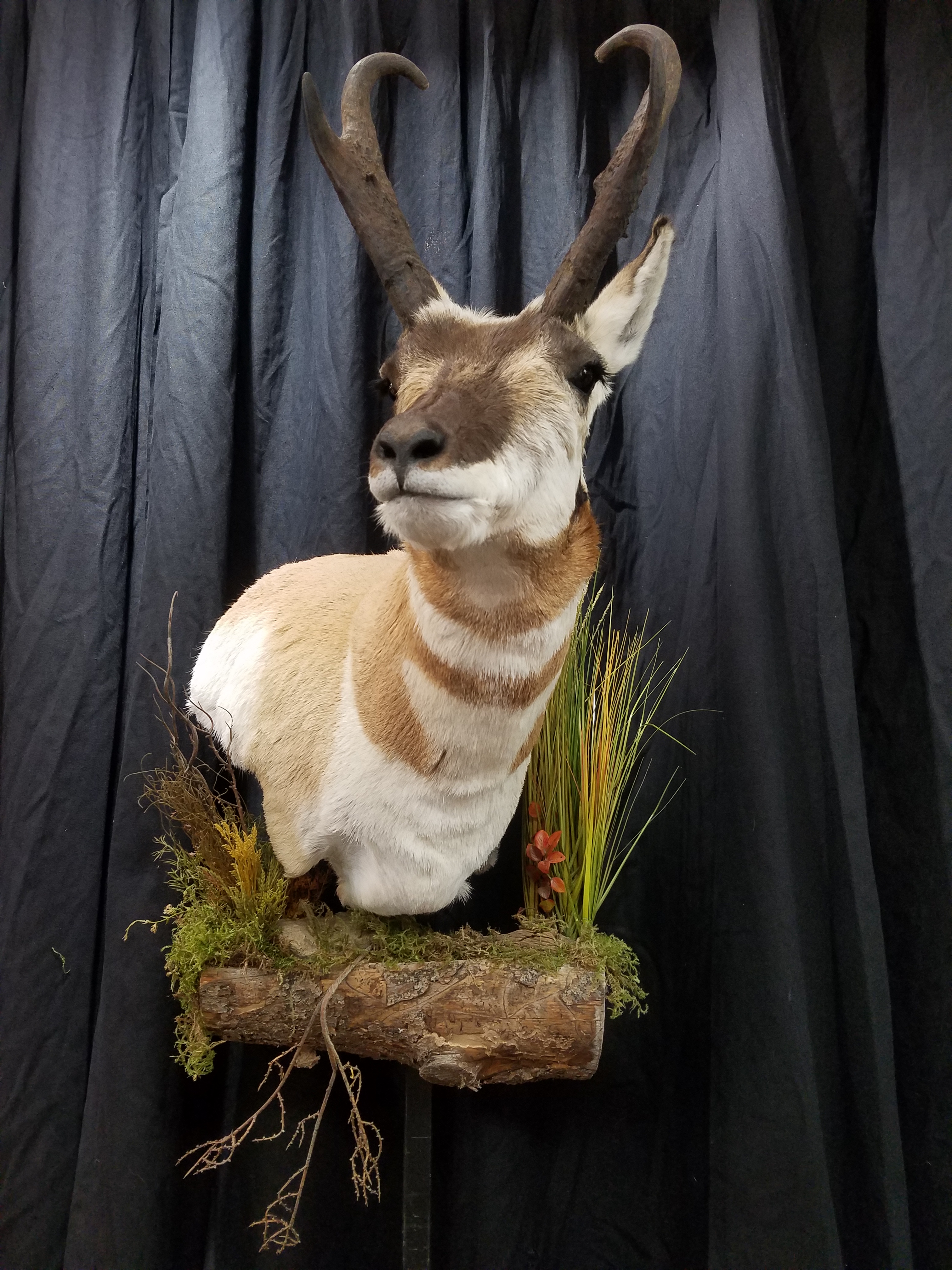 Taxidermy Gallery, Taxidermy Portfolio, Taxidermy Photo