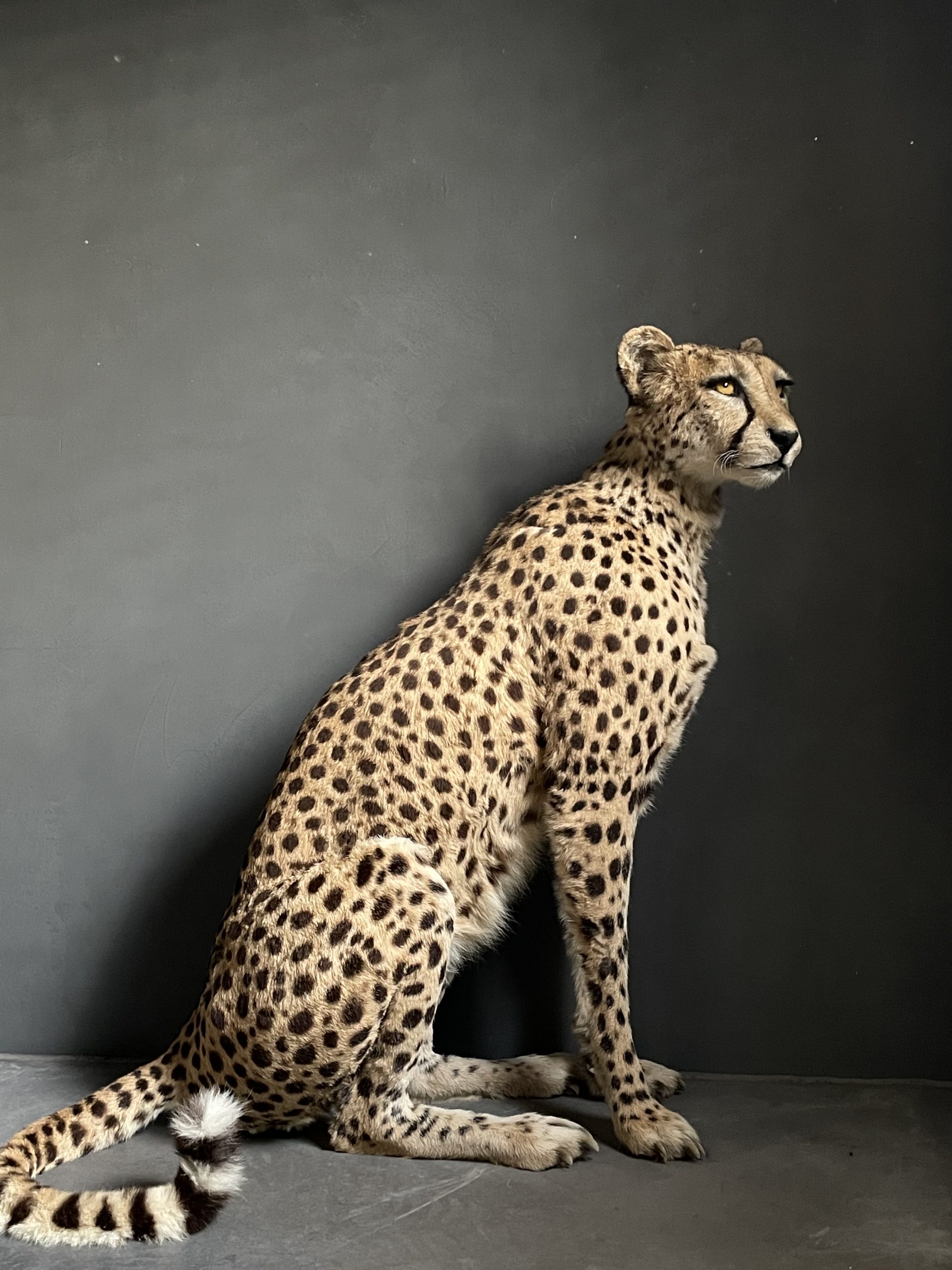Taxidermy Cheetah
