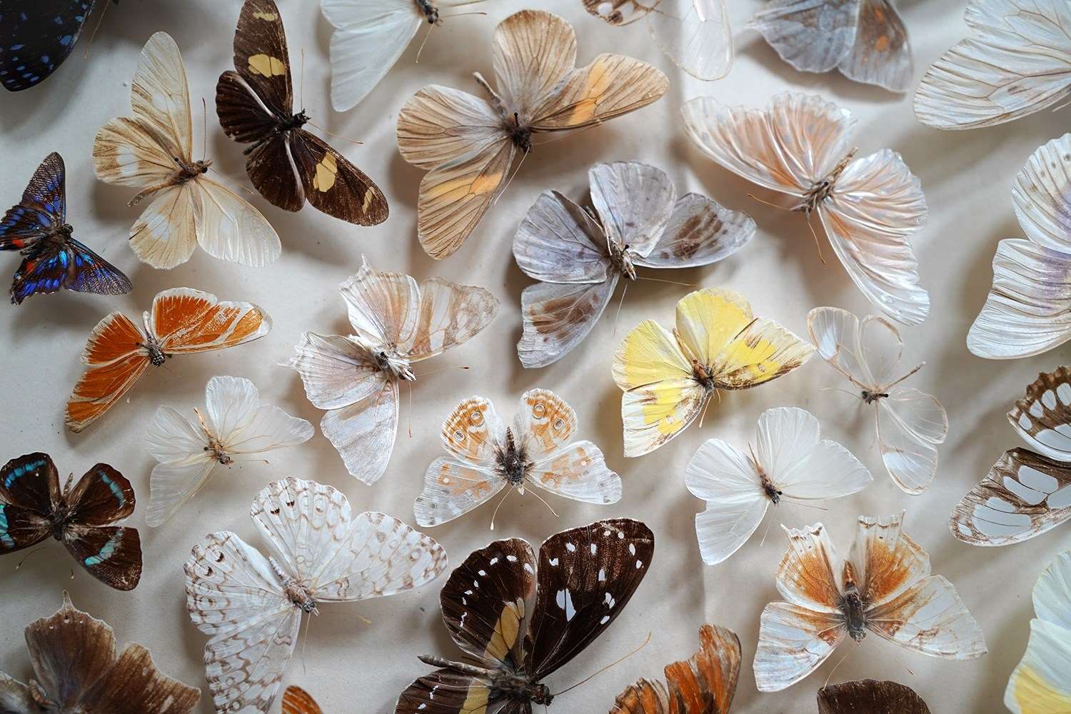 Victorian Taxidermy Butterfly Mounted Cheval Fire Screen C.1880; Ex Pitt Rivers