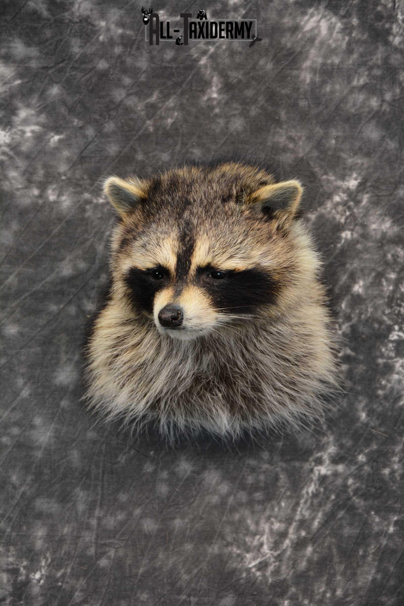 Raccoon Shoulder mount taxidermy SKU 1787