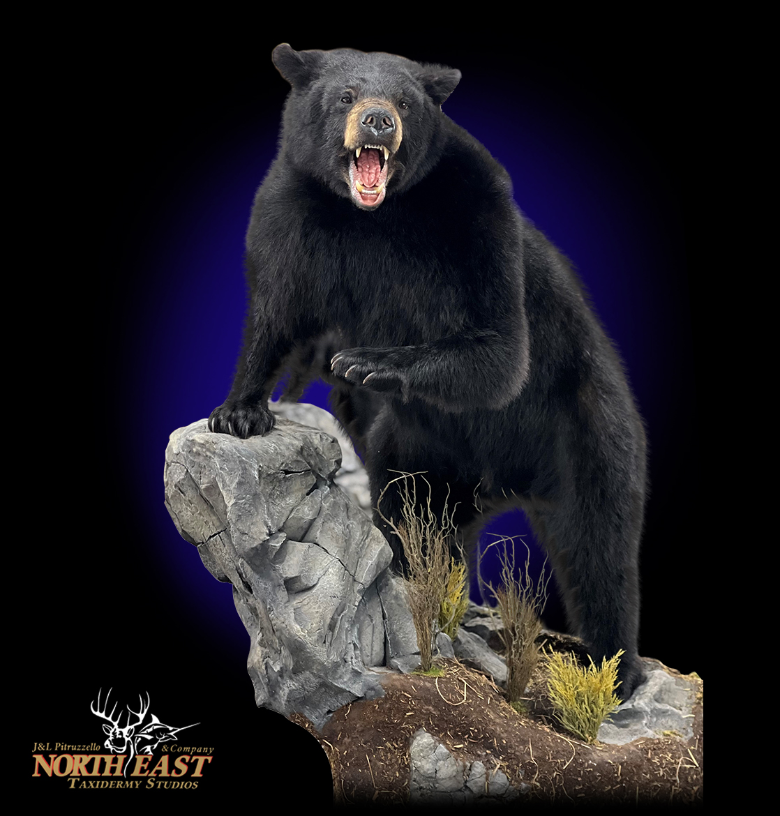 Black Bear Taxidermy, Museum Quality Black Bear Mounts