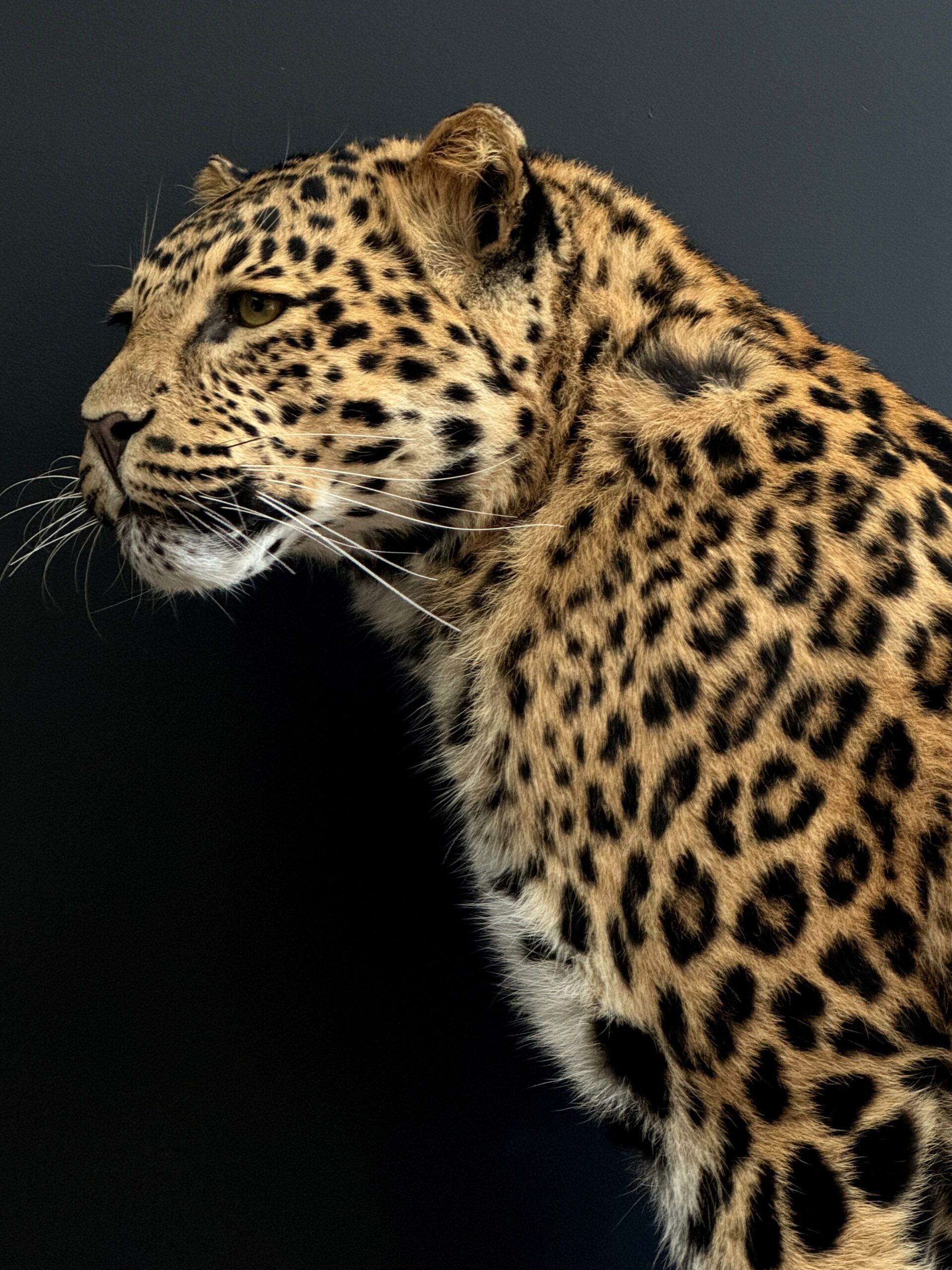 Taxidermy leopard