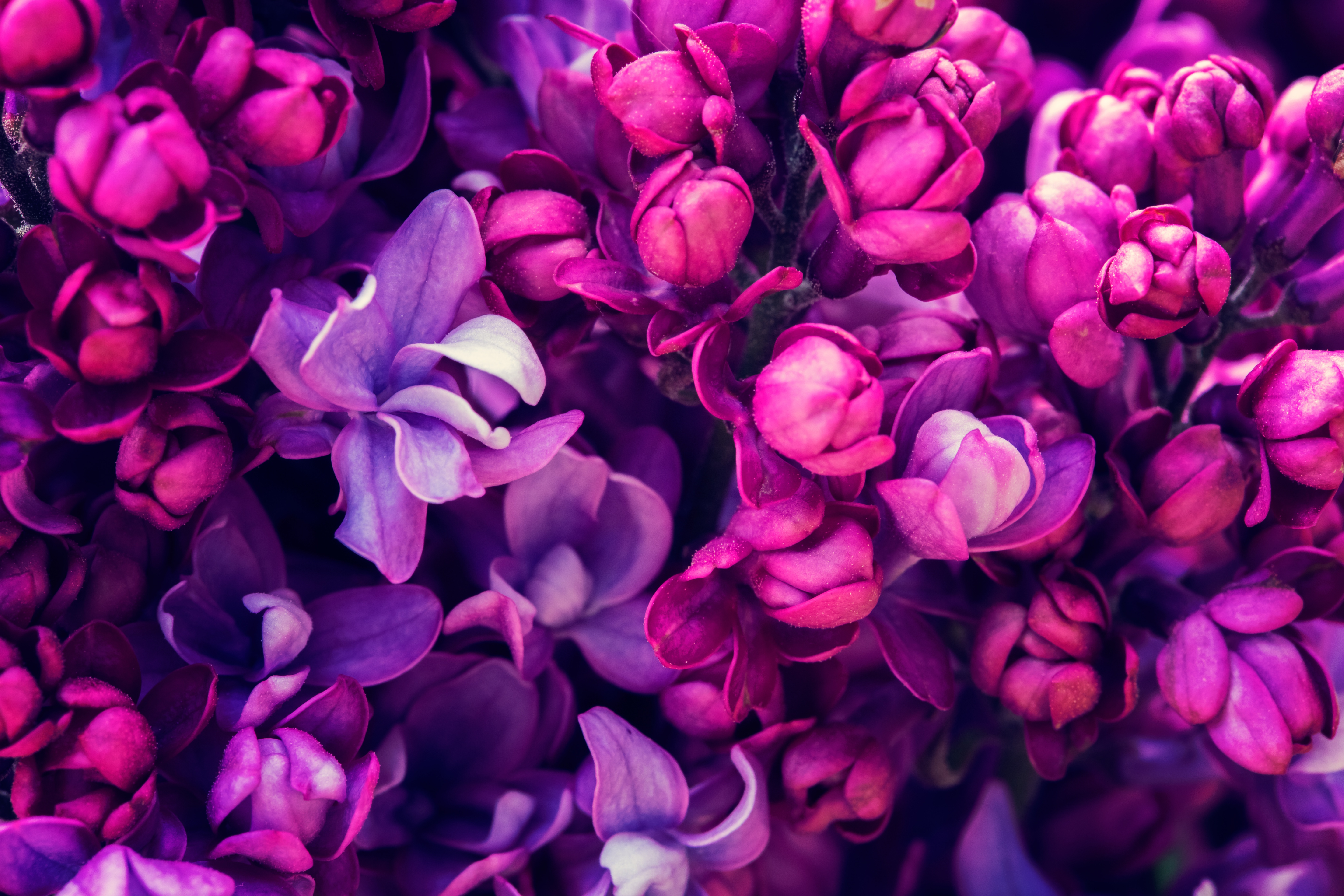 Free Lilac 4K Wallpaper & Desktop HD Background for PC