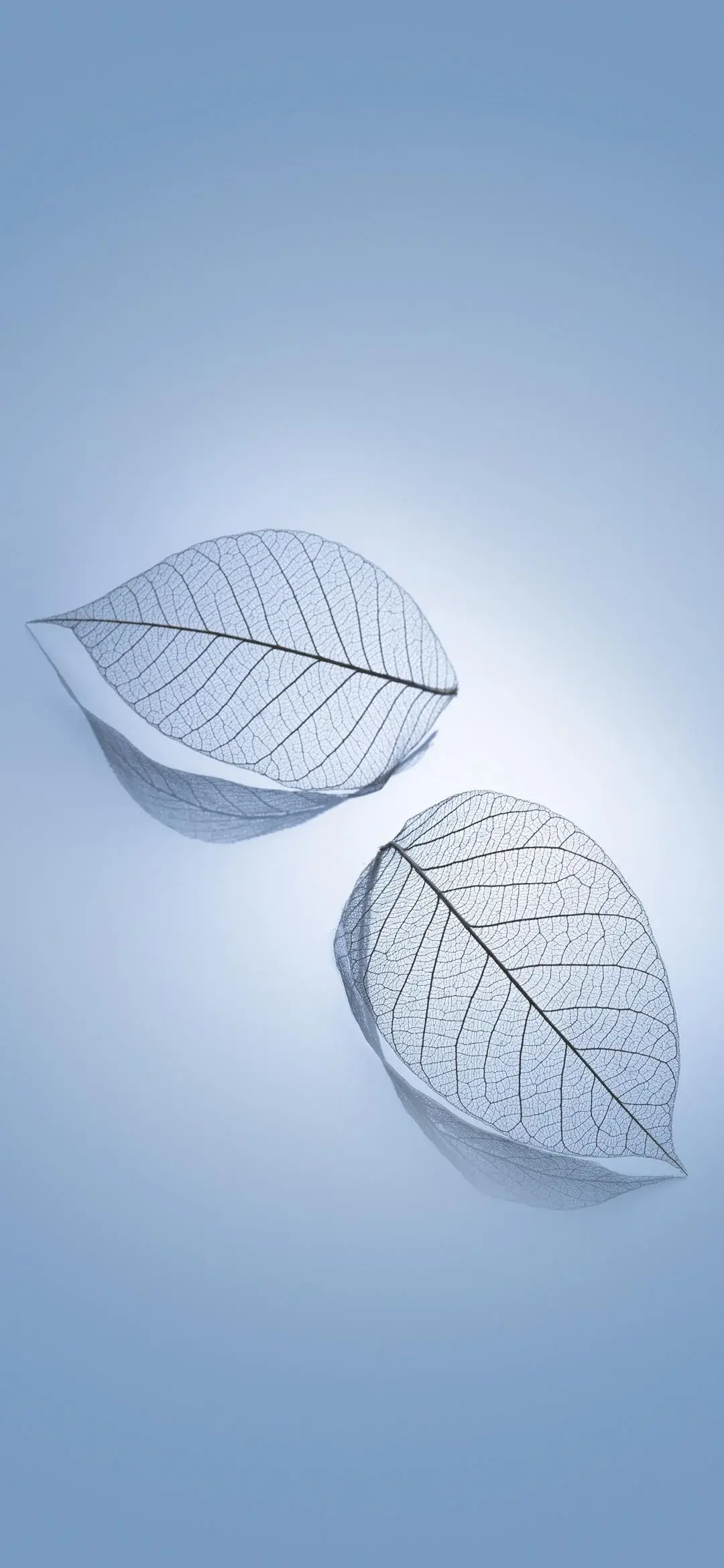 Xiaomi HyperOS Google Android Default Leaf Veins White