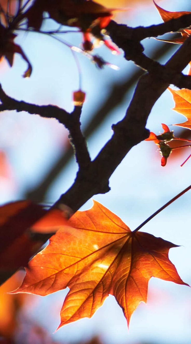 Amazing autumn background aesthetic iphone wallpaper 1