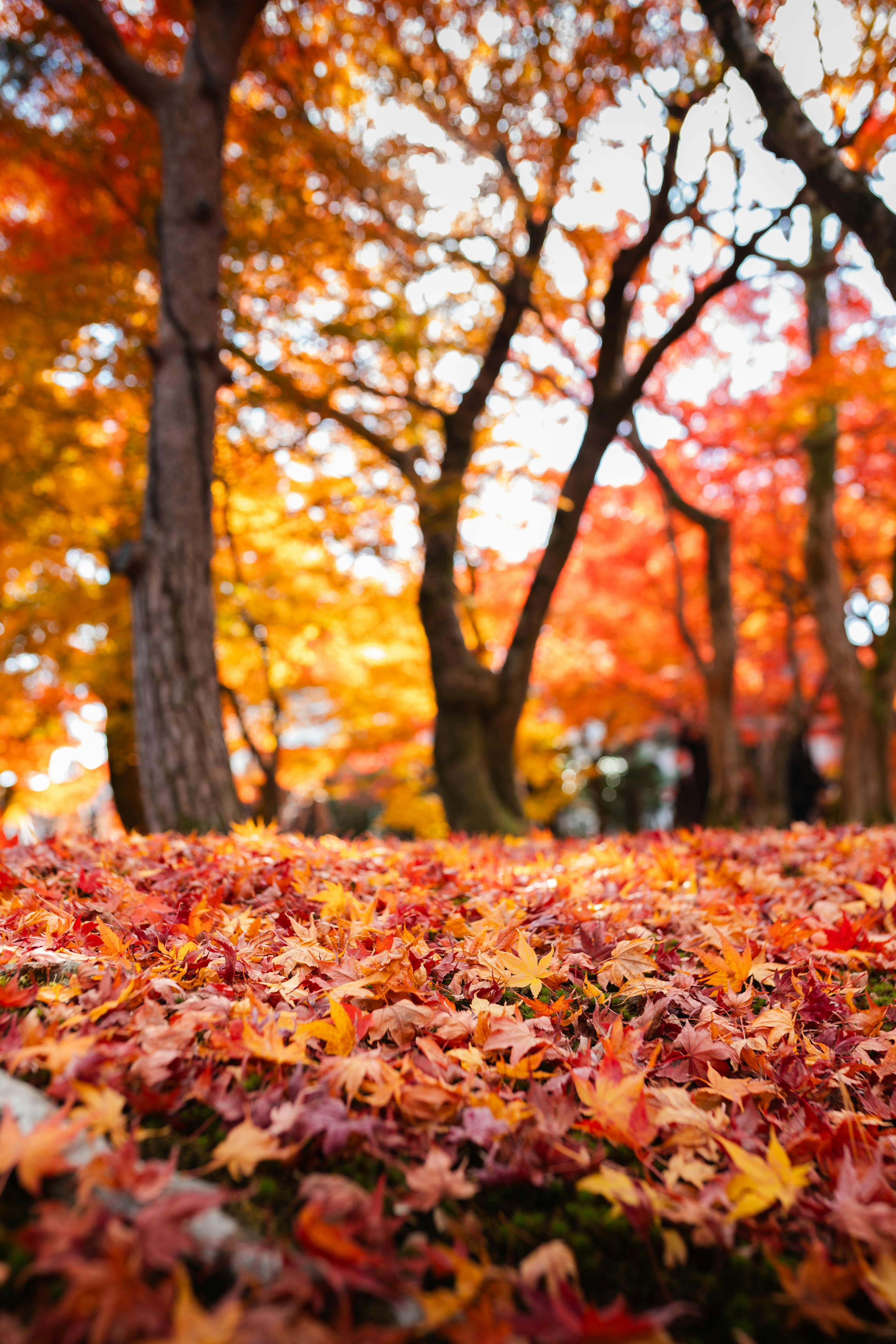Vibrant Autumn Leaf Carpet in Forest Setting · Free
