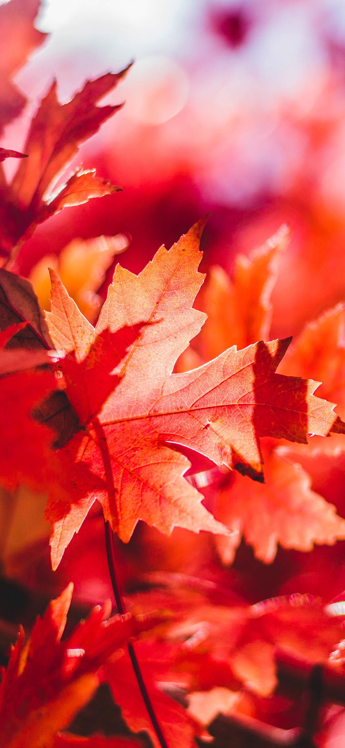 iPhone X wallpaper. maple leaf flower red fall autumn nature