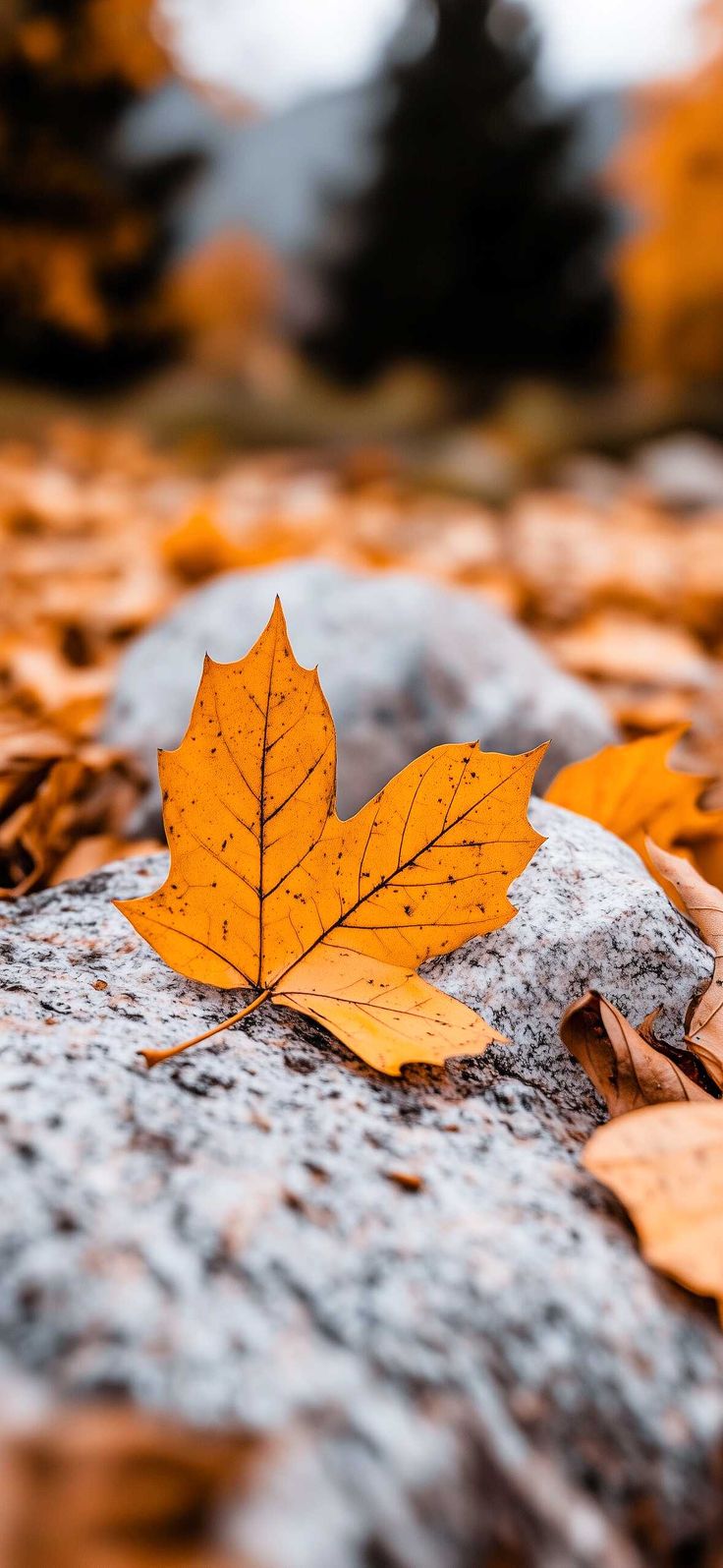 Fall Leaves Wallpaper for iPhone for Subtle Seasonal Charm