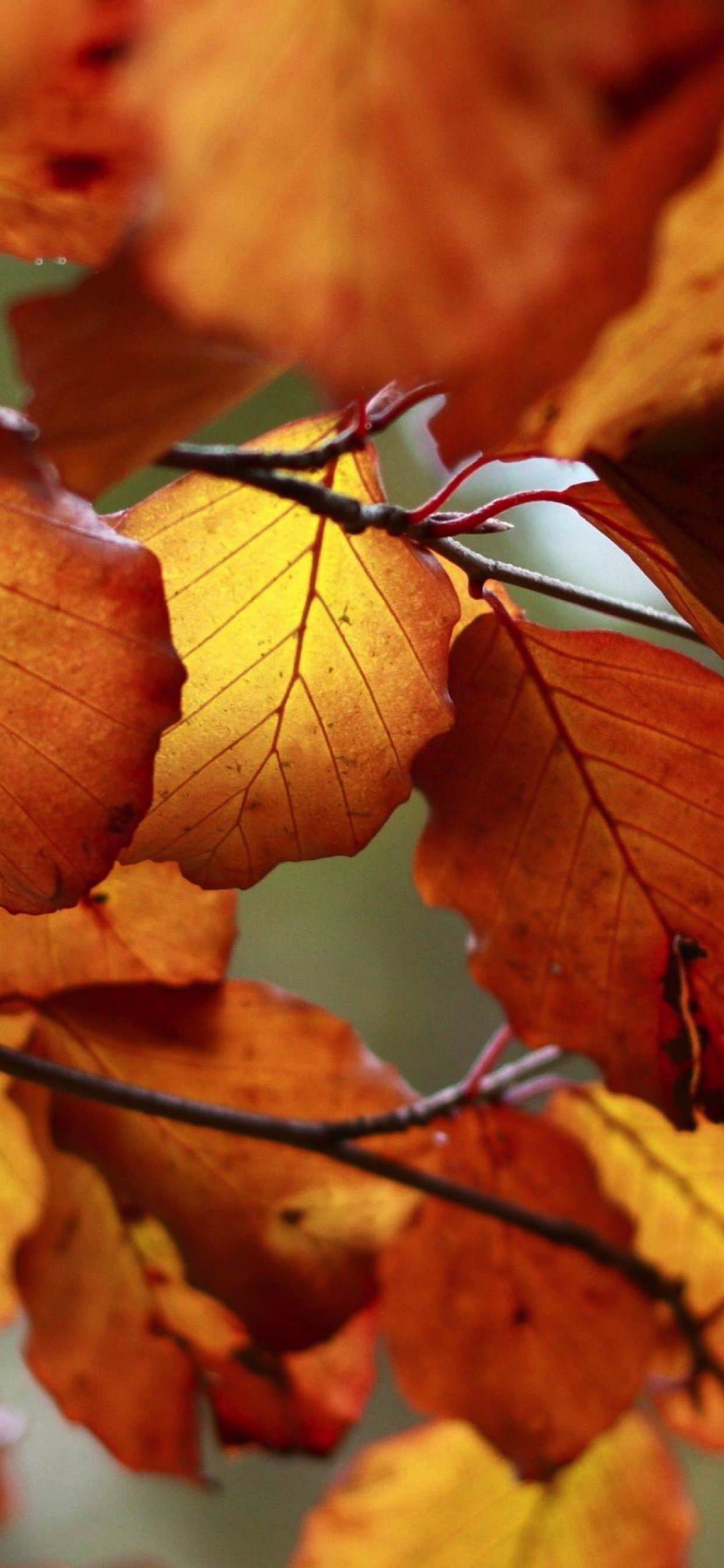 Autumn Leaves Nature. wallpaper.sc iPhone XS Max