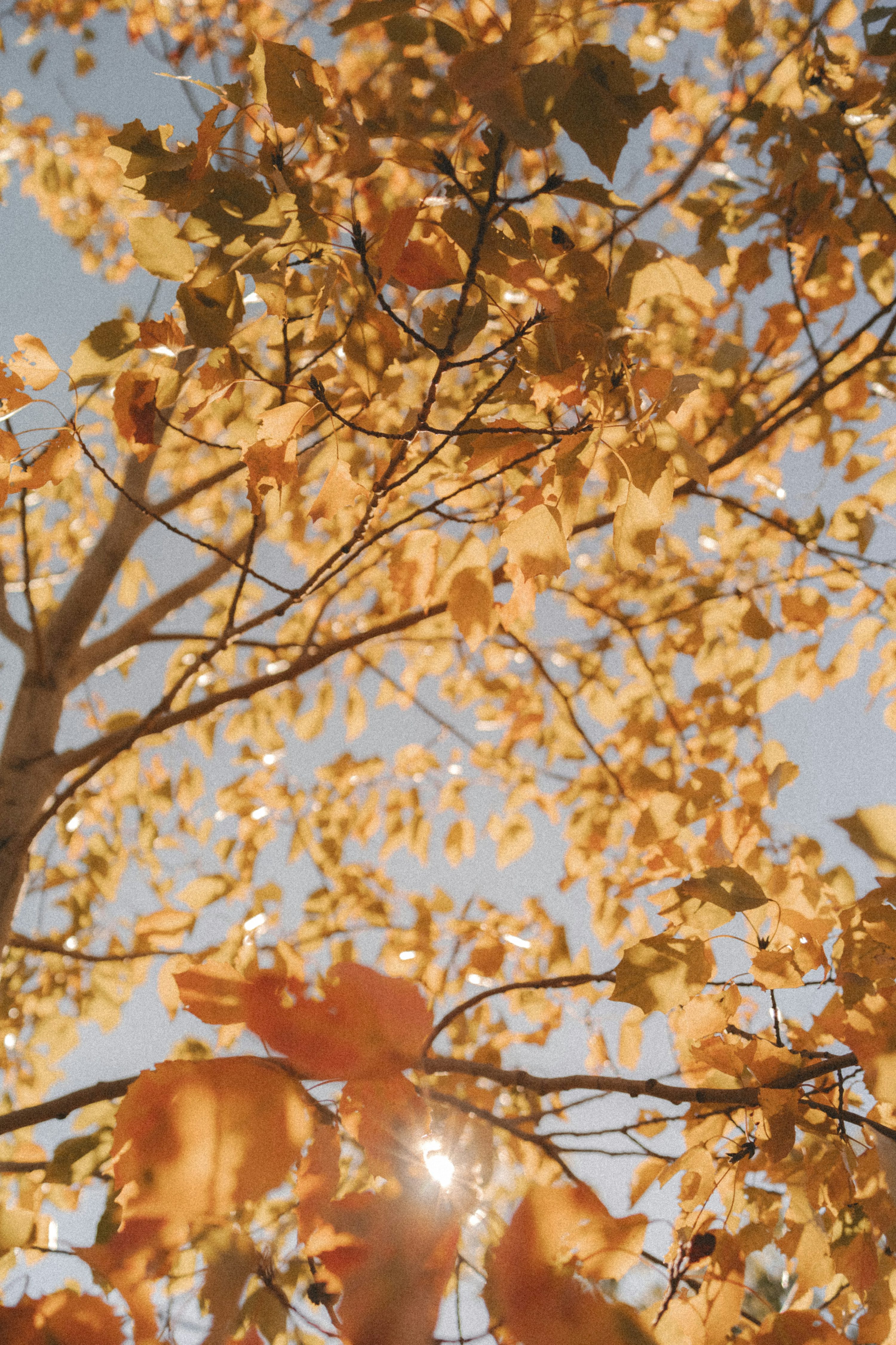 A tree with leaves photo
