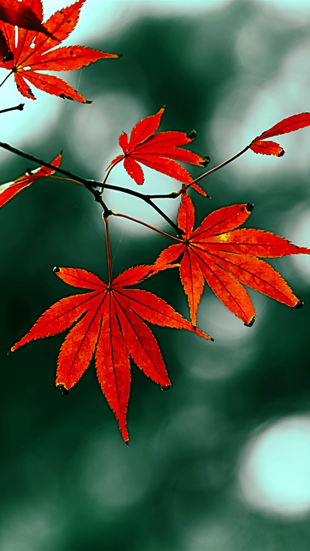 Red Maple Leaves, Hazy, Autumn 1242x2688 IPhone 11 Pro XS Max Wallpaper, Background, Picture, Image