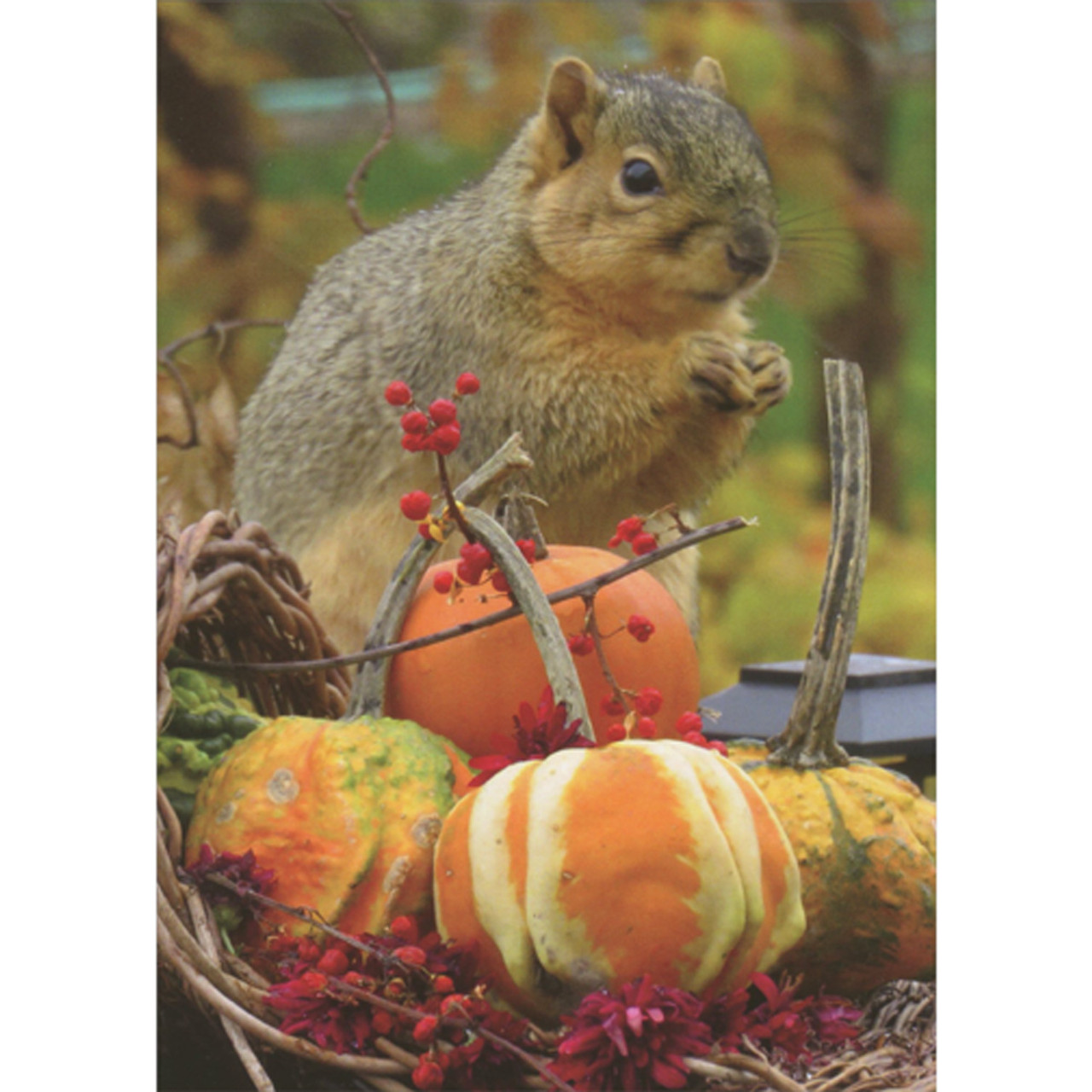 Squirrel Next to Cornicopia of Gourds and Pumpkins Photo Thanksgiving Card