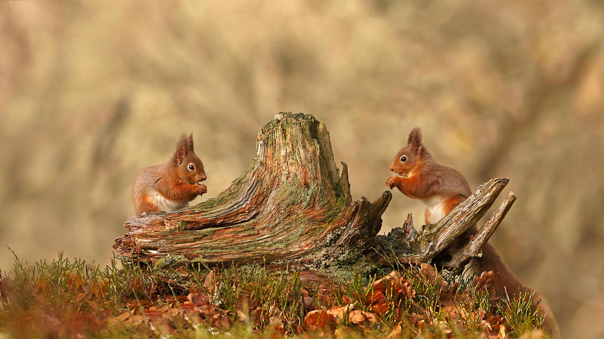 Bing HD Wallpaper Nov 25, 2021: Happy Thanksgiving wallpaper