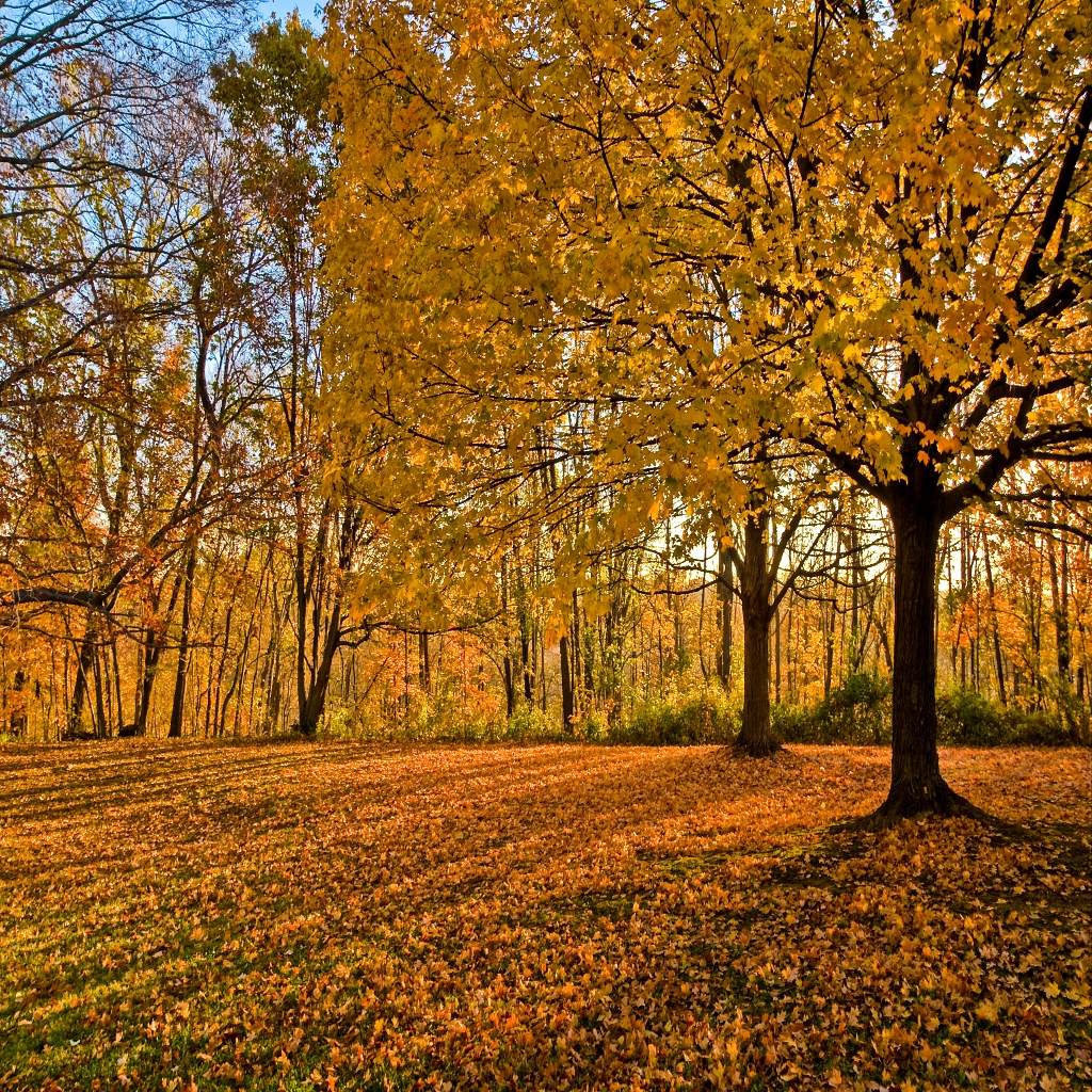 Autumn. Joel Neild Photography