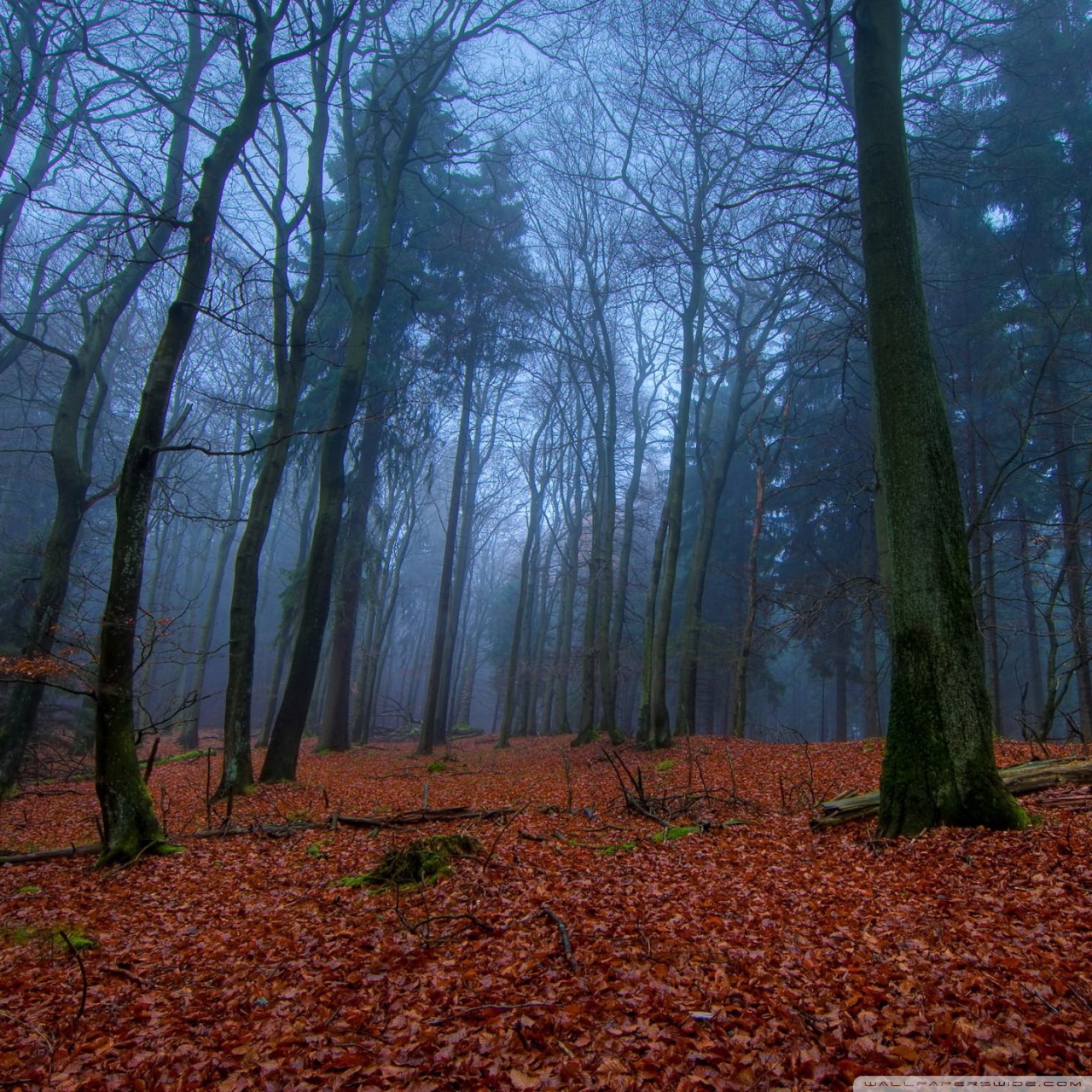 November In Forest 4K UHD Wallpaper for UltraHD Desktop and TV, Widescreen and UltraWide Display, Dual Monitor, Smartphone and Tablet Devices