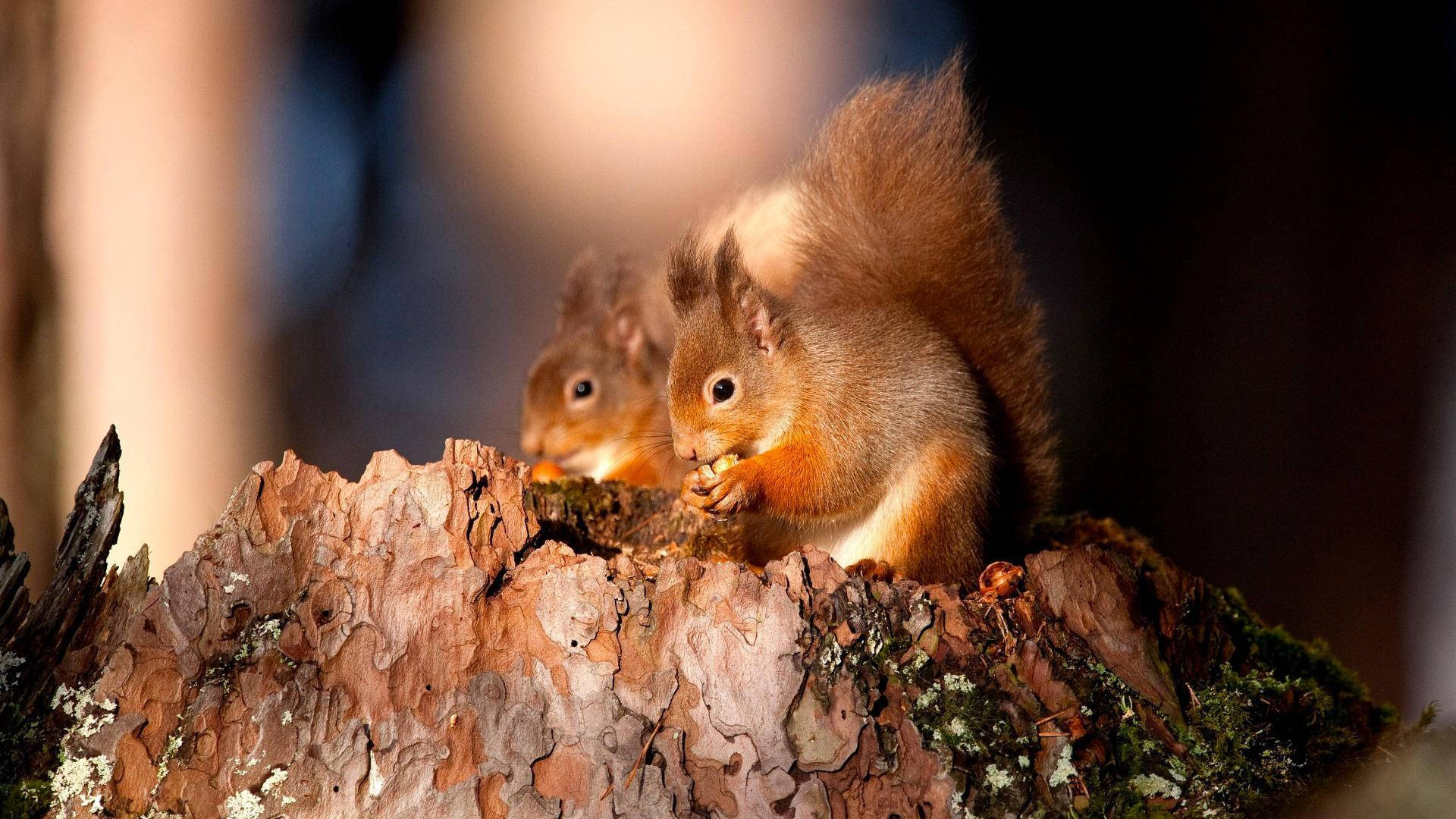 Squirrel Wallpaper