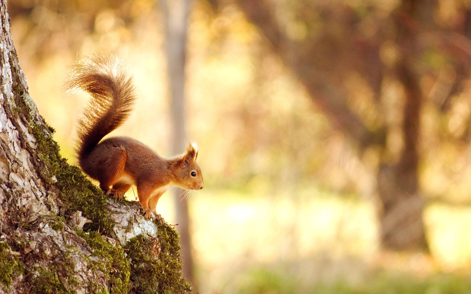 Squirrel Wallpaper
