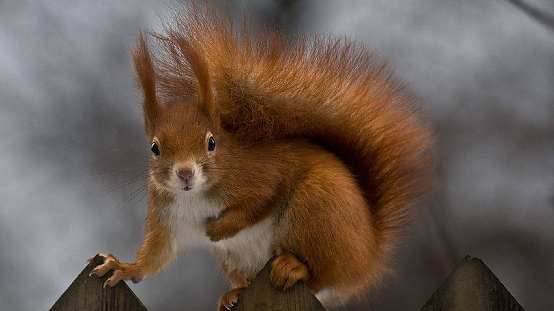 Squirrel Wallpaper