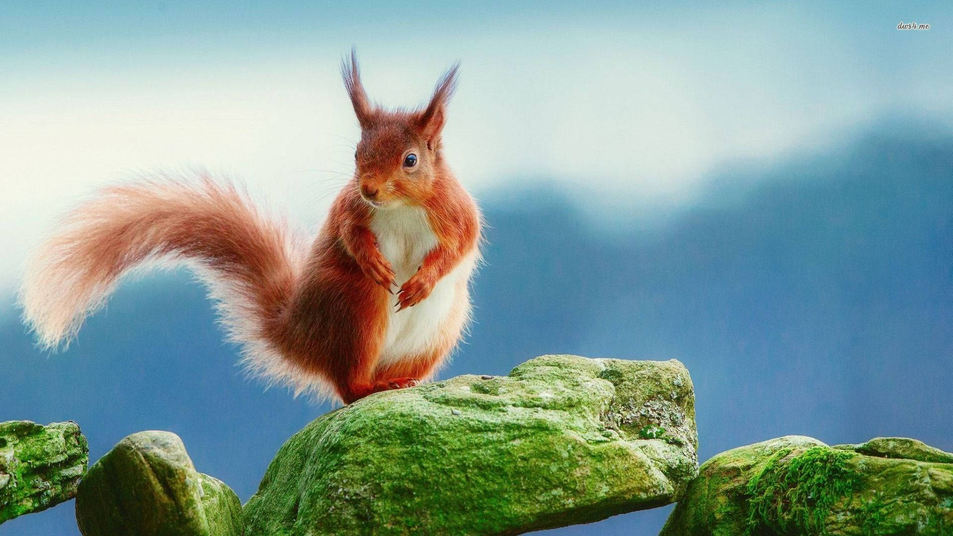Squirrel Wallpaper