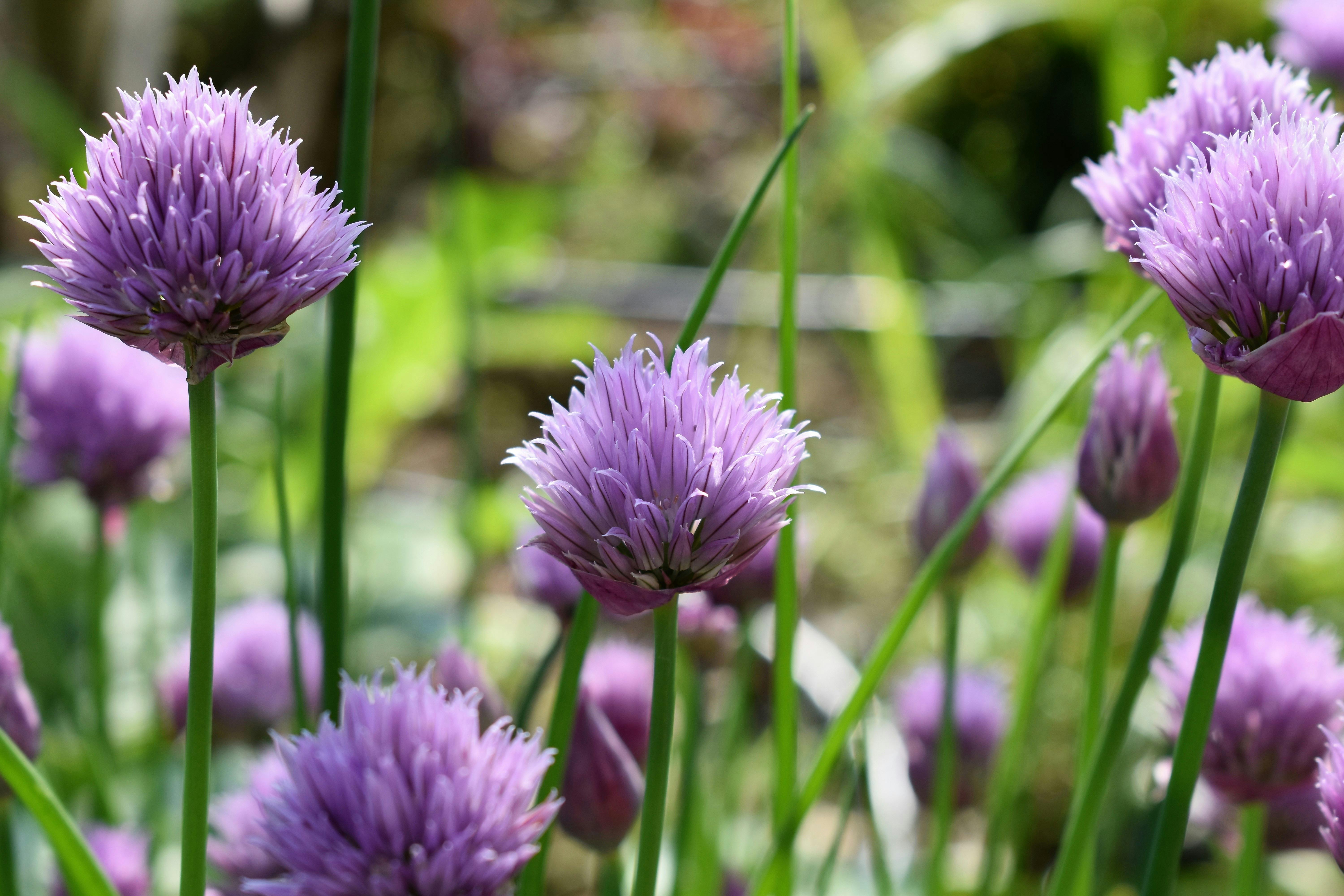 Chives Photo, Download The BEST Free Chives & HD Image