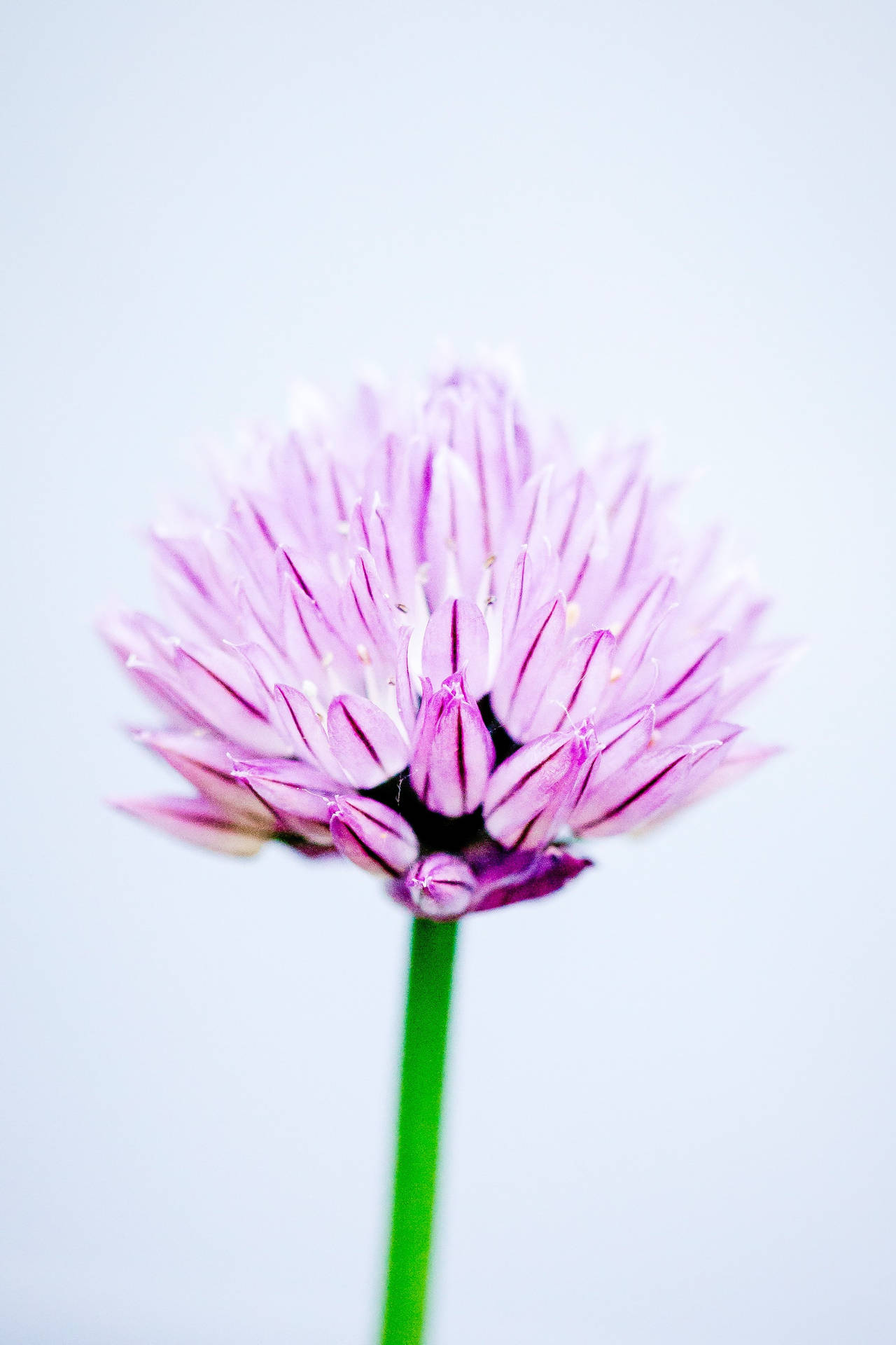 Download Chives Flower Android Wallpaper