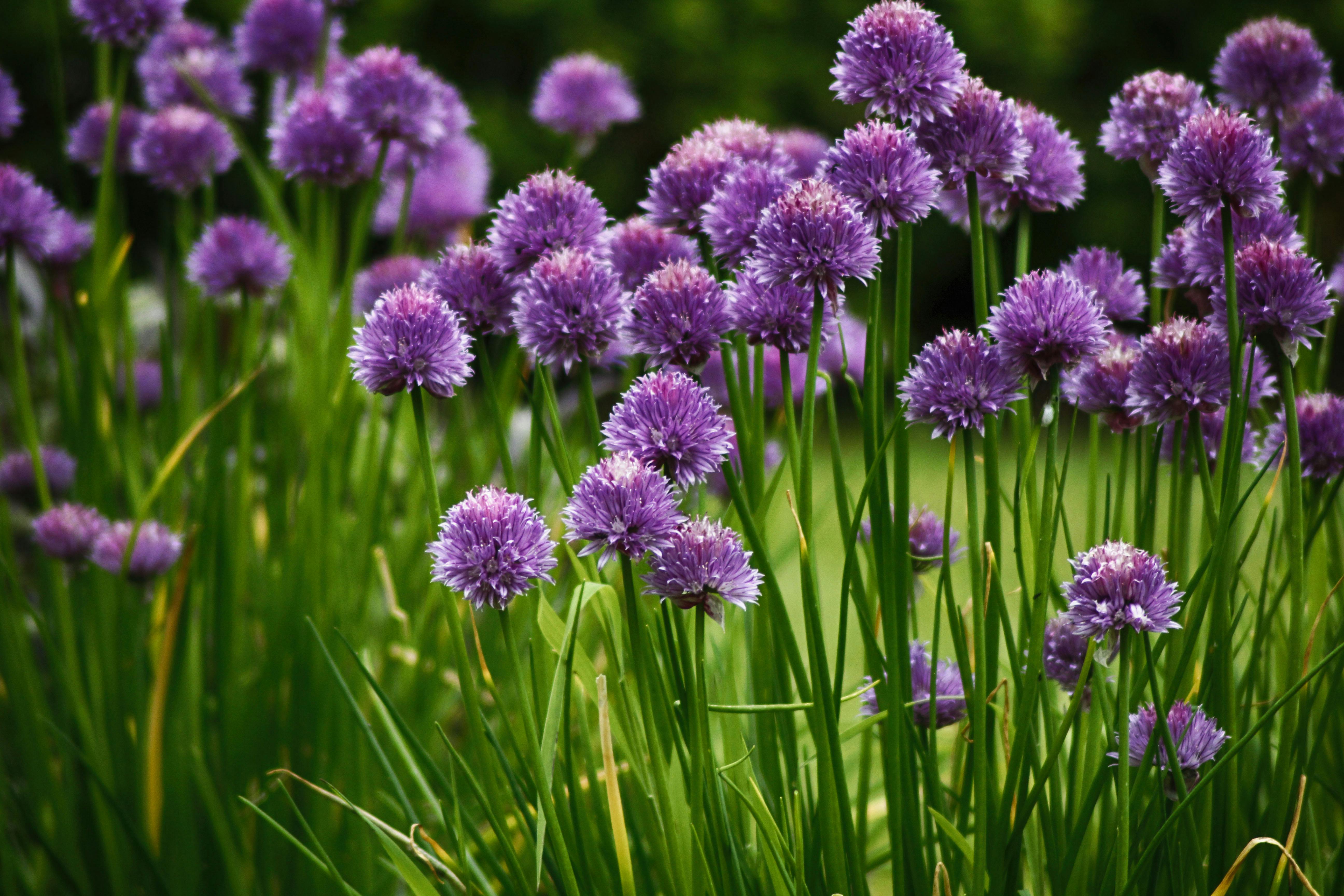Purple Chives Flower in Close Up Photography · Free