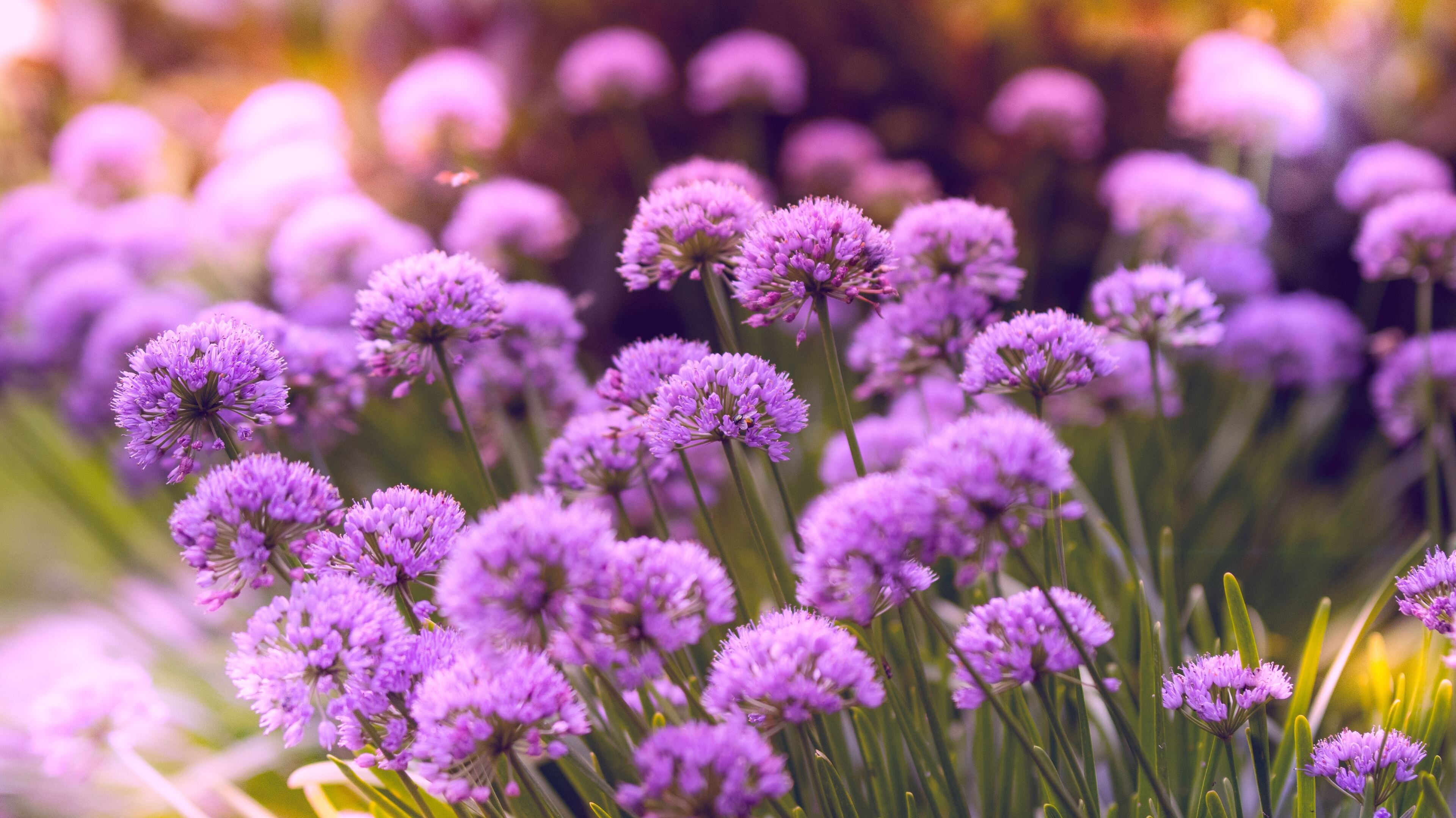 Chives Wallpaper