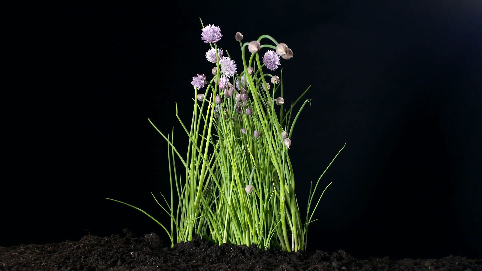 Why are chives considered a treasure chest of vitamins?