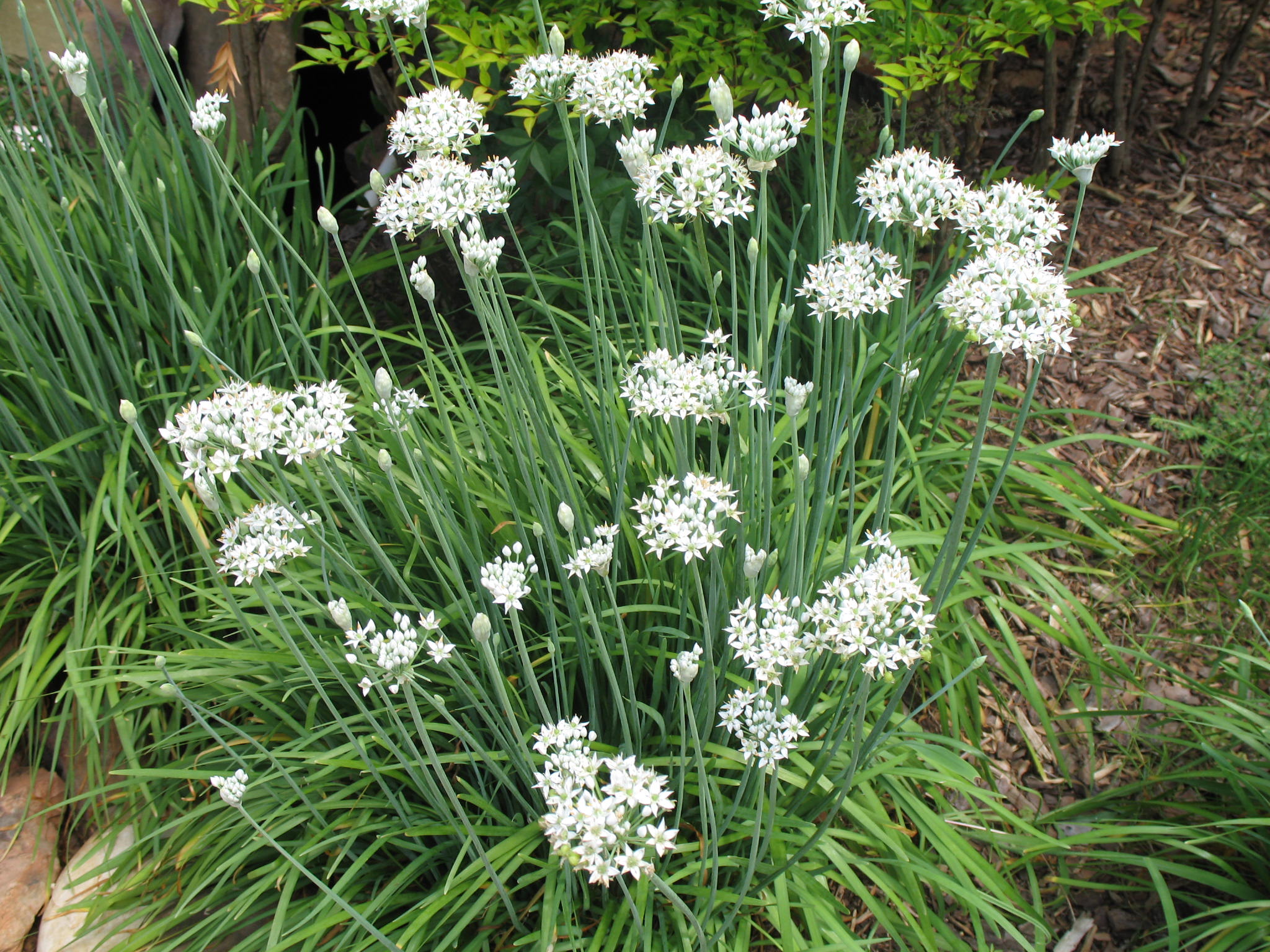 Gigabyte Chives
