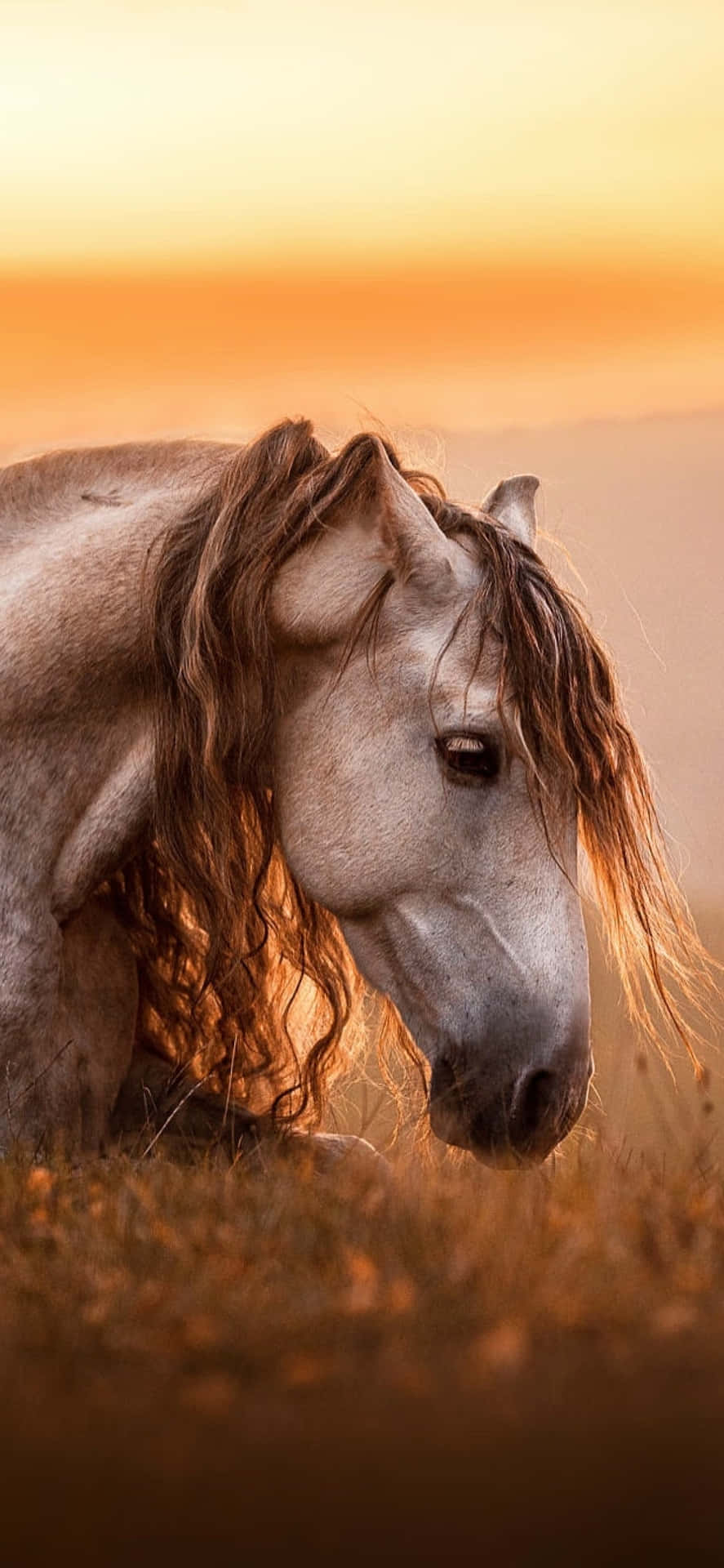 Download Every Horse Is Beautiful Wallpaper