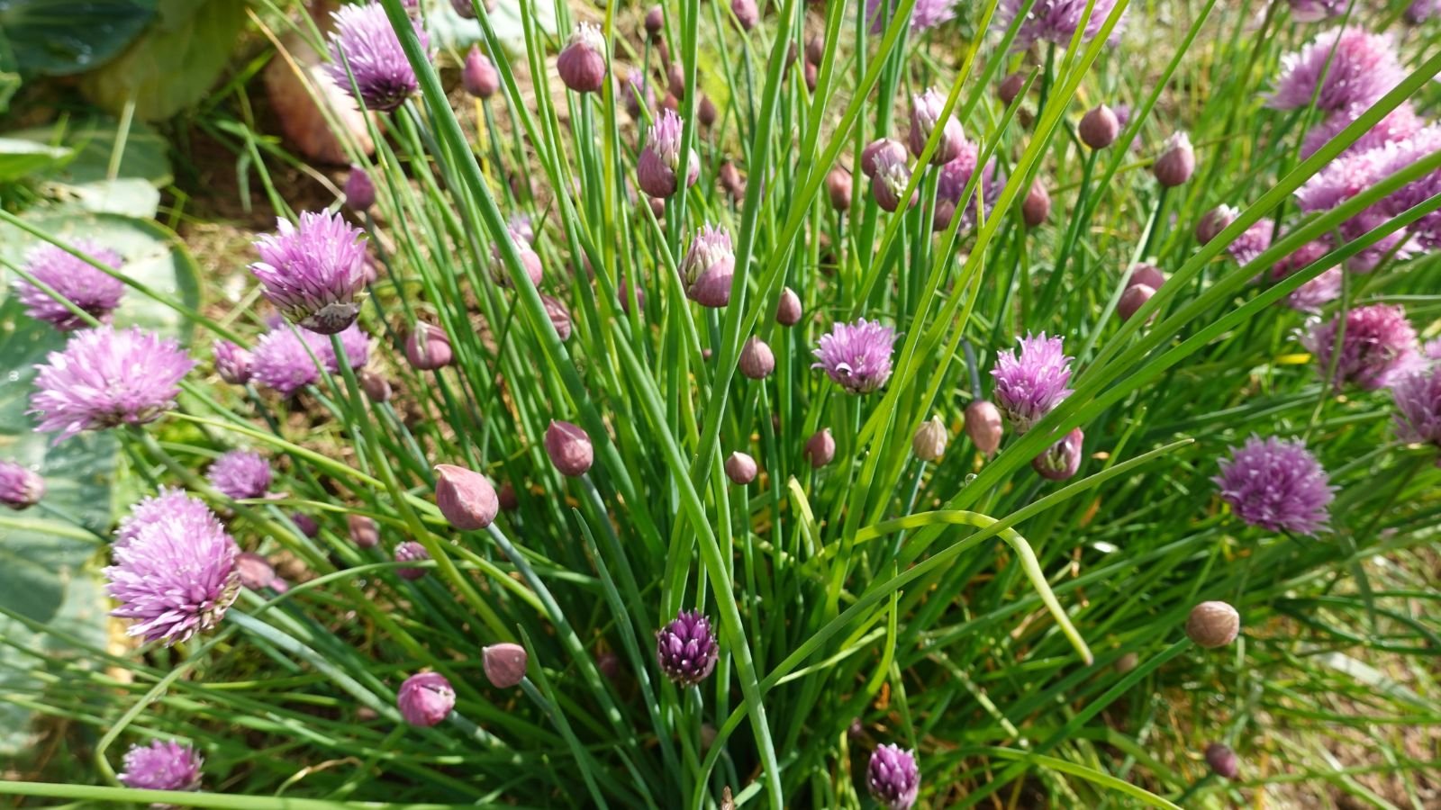 How to Plant, Grow, and Care for Chives