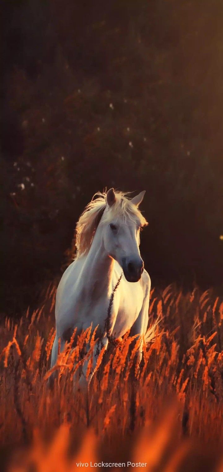 Lock screen wallpaper. Horses, Beautiful horses, Horse photo
