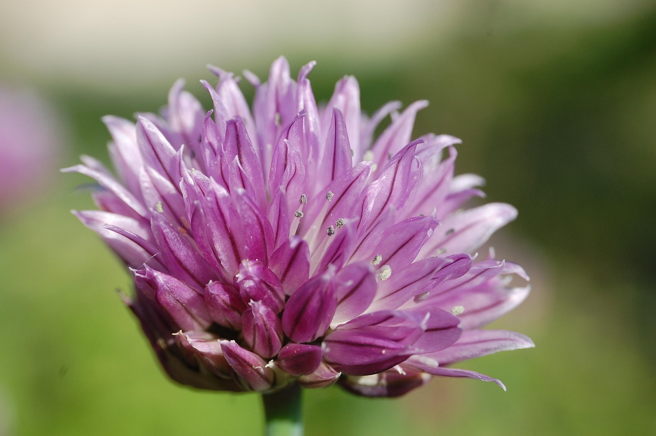 Chives Close Up Flower
