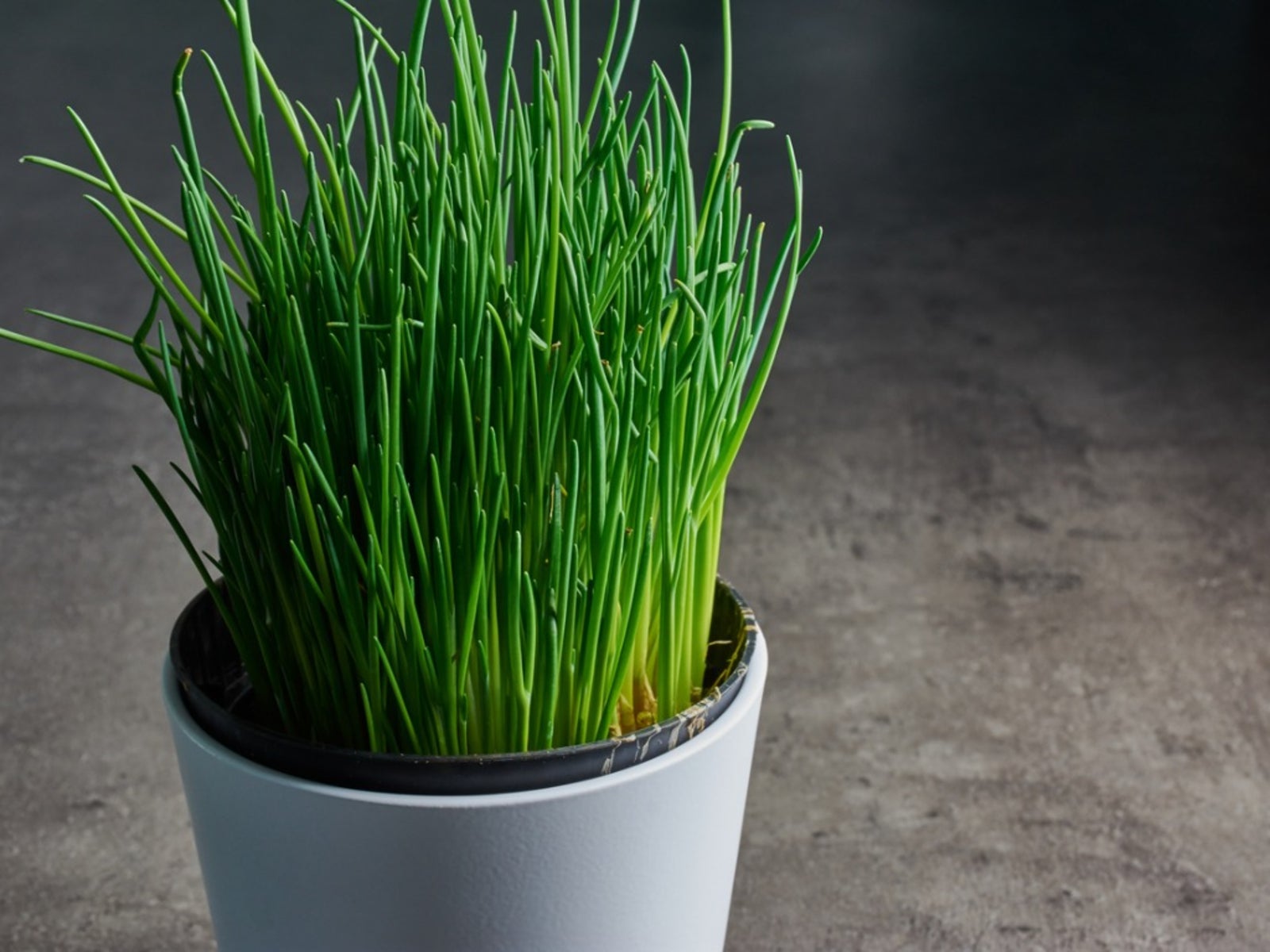 Tips For Growing Chives Indoors. Gardening Know How