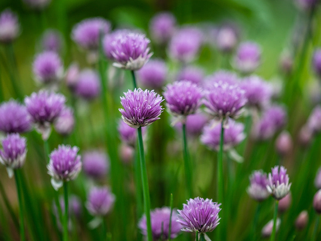 Chive Grow Guide: How to Plant, Grow and Harvest Chives