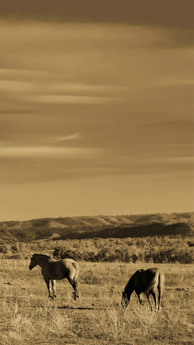 Nature Wild Grassland Horse Foraging Scenery iPhone 8 Wallpaper