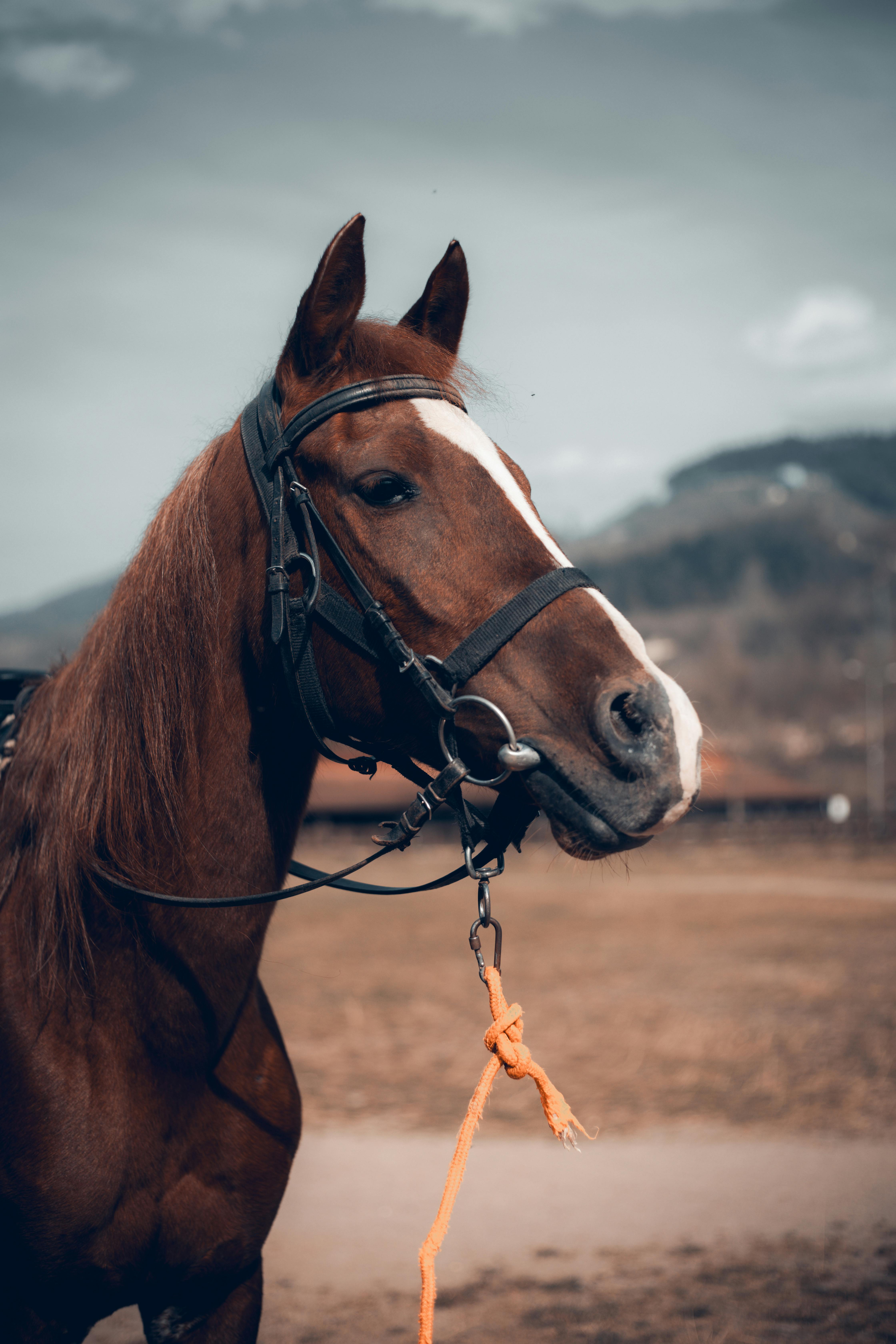 Portrait of a Brown Horse in a Mountain Landscape · Free