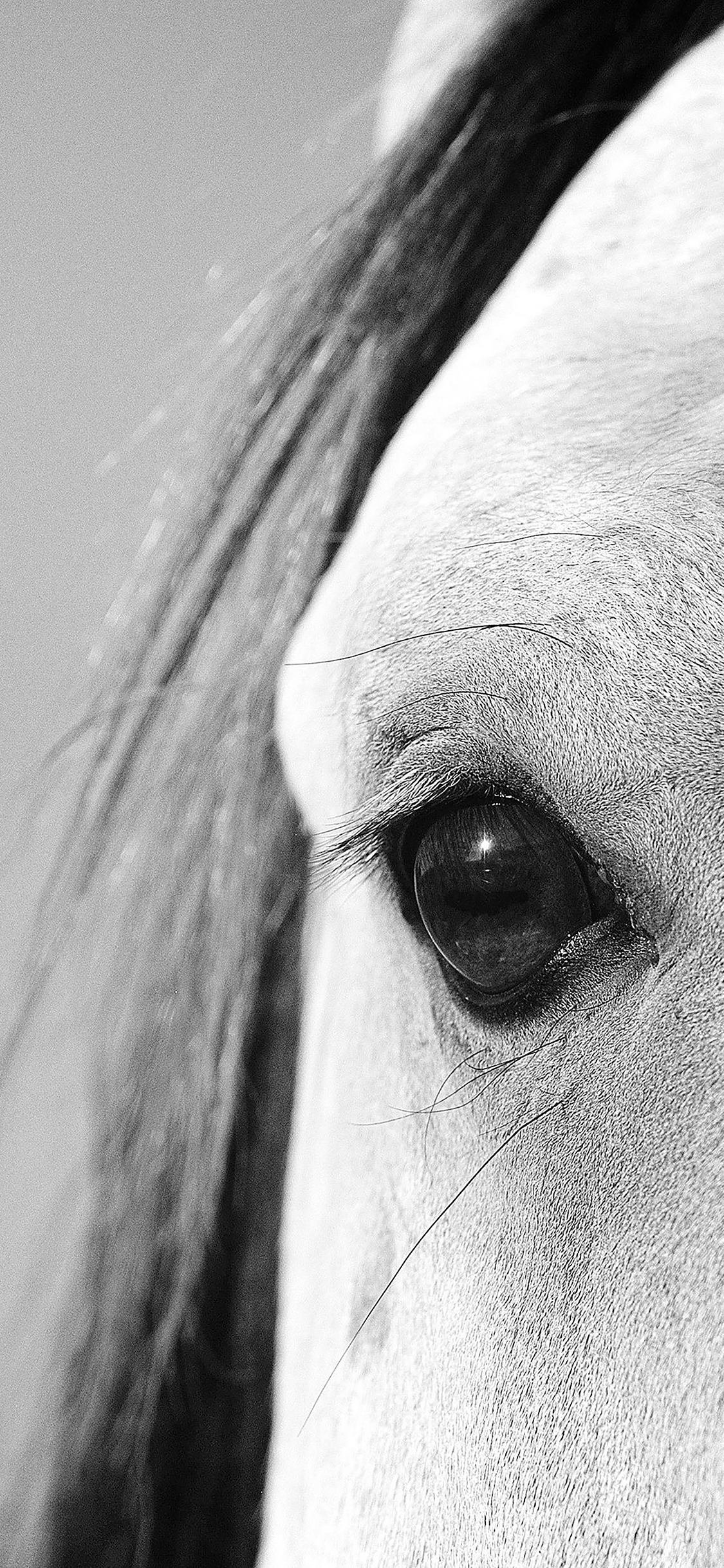 iPhoneXpapers eye of peace b horse