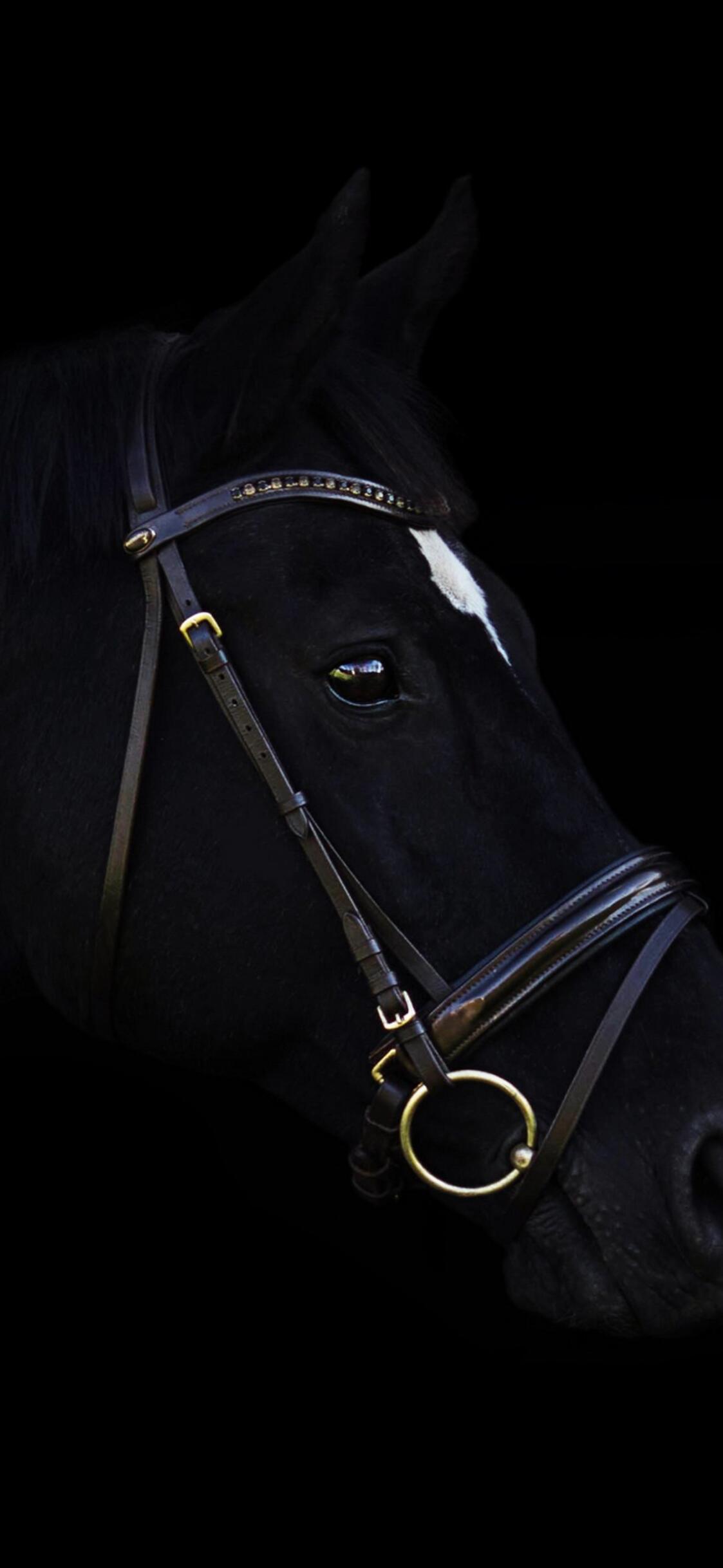 Black horse on black background · 1125x2436 iPhone XS free photo from chappie and wallpaper