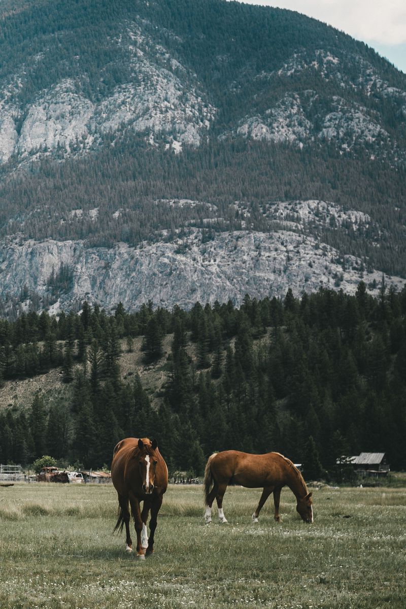 Download Wallpaper 800x1200 Pasture, Horses, Mountains Iphone 4s 4 For Parallax HD Background