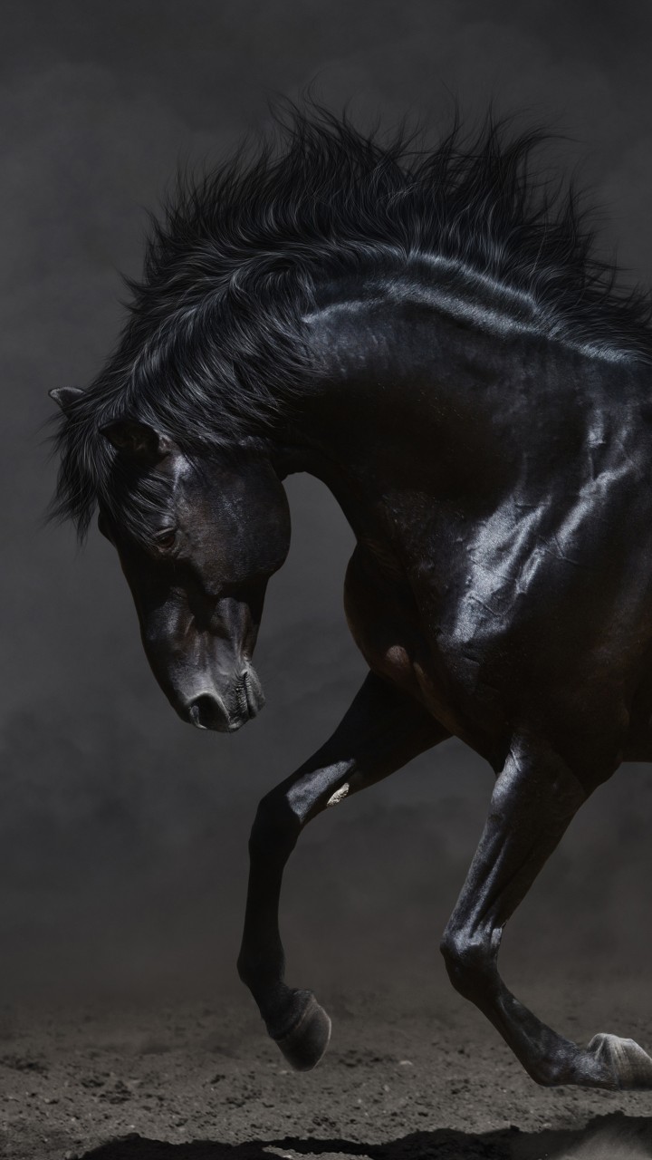 Black Horse With Background Of Gray And Black 4K 5K HD Horse Wallpaper