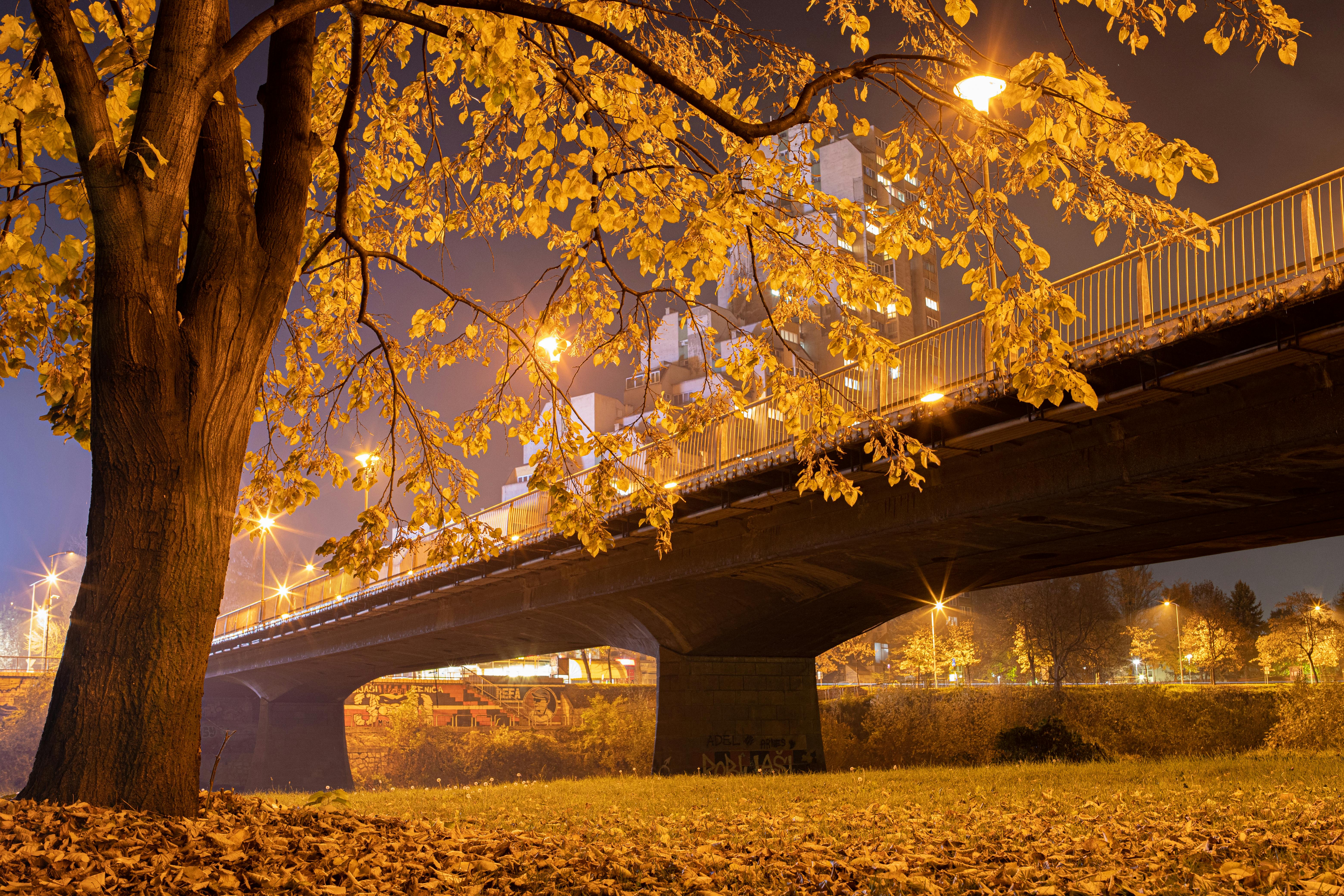 Autumn Tree near Bridge in Town at Night · Free