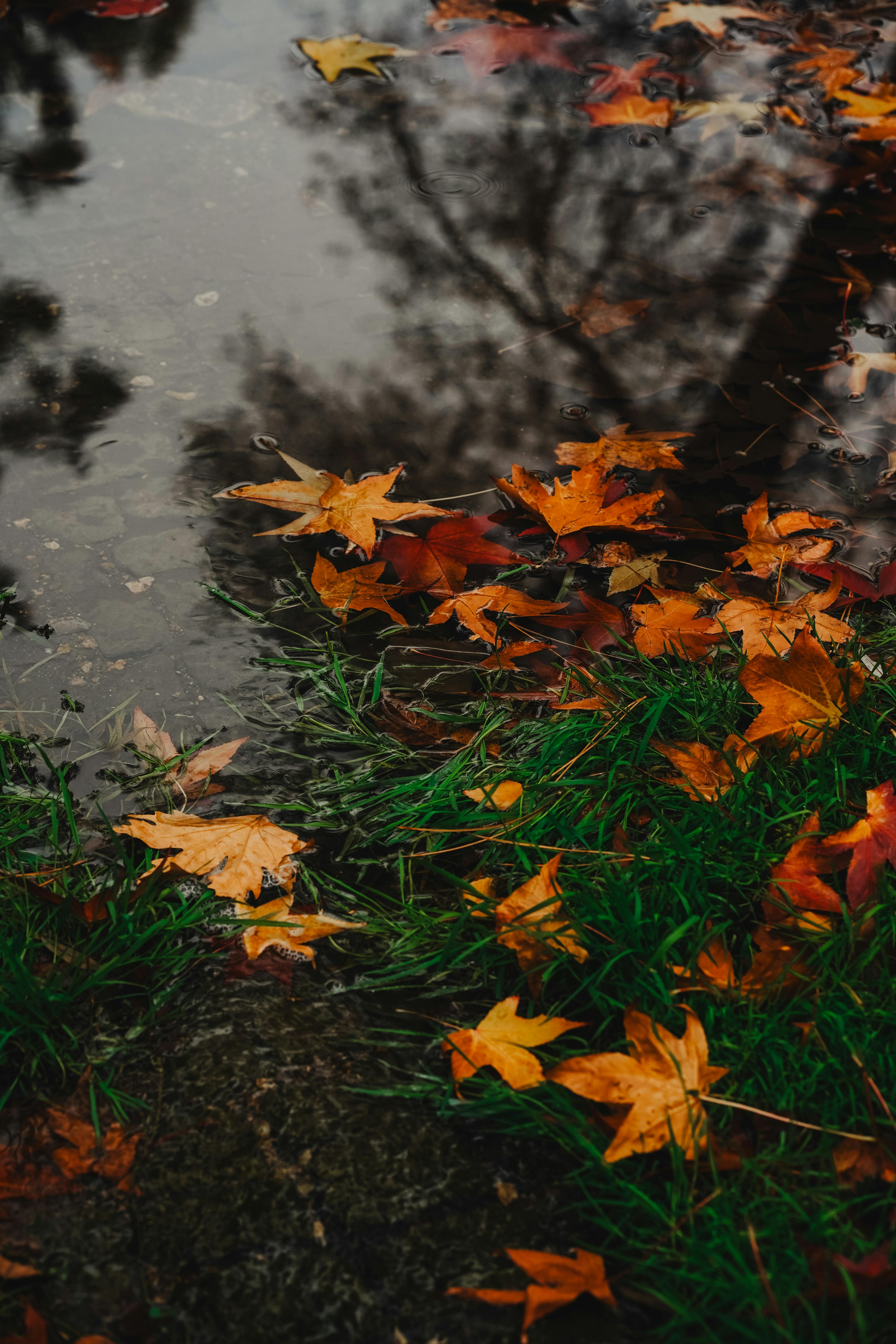 Close up of Leaves on the Ground · Free