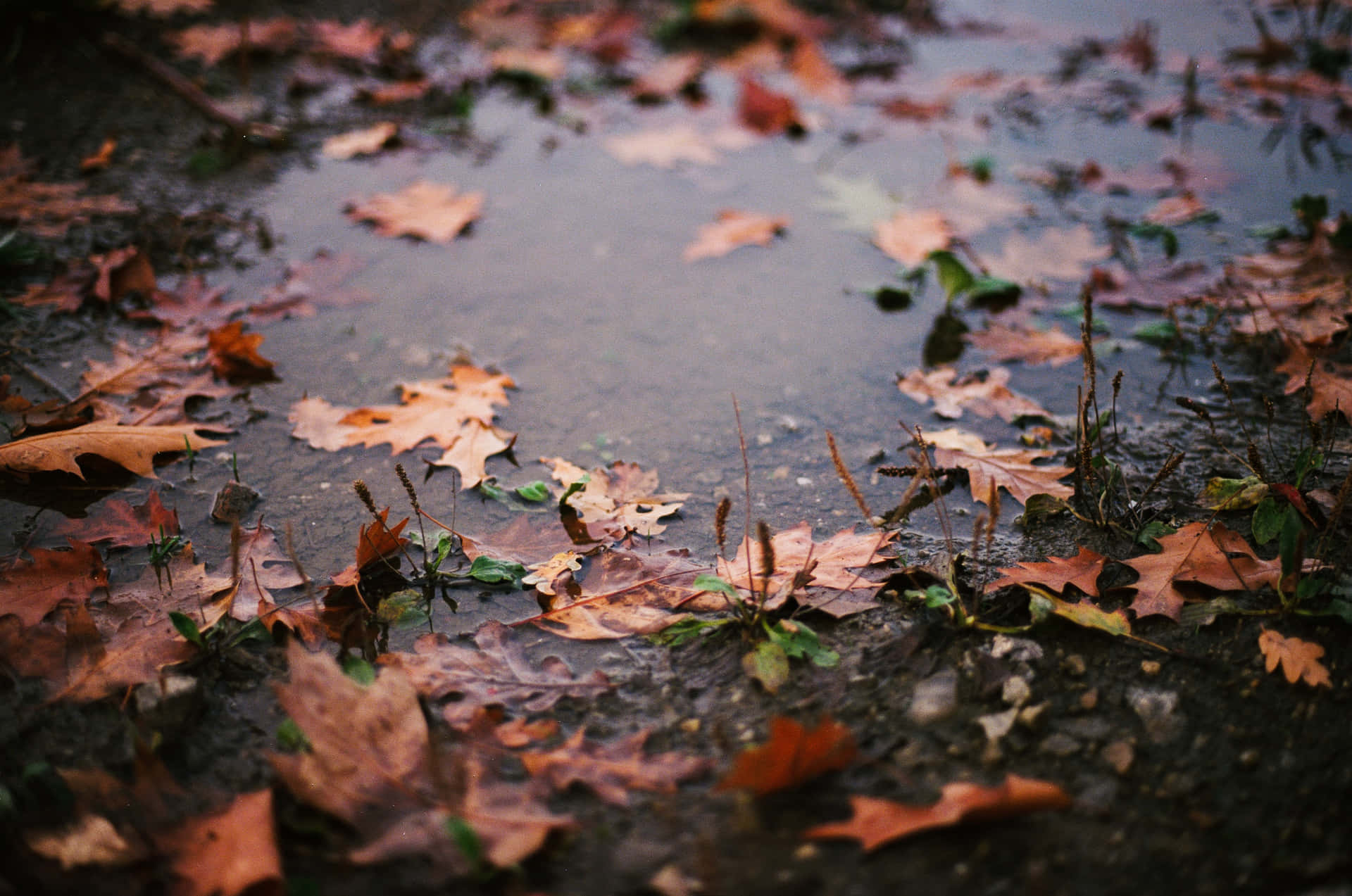Download Caption: Fall Rain in a Forest Wallpaper