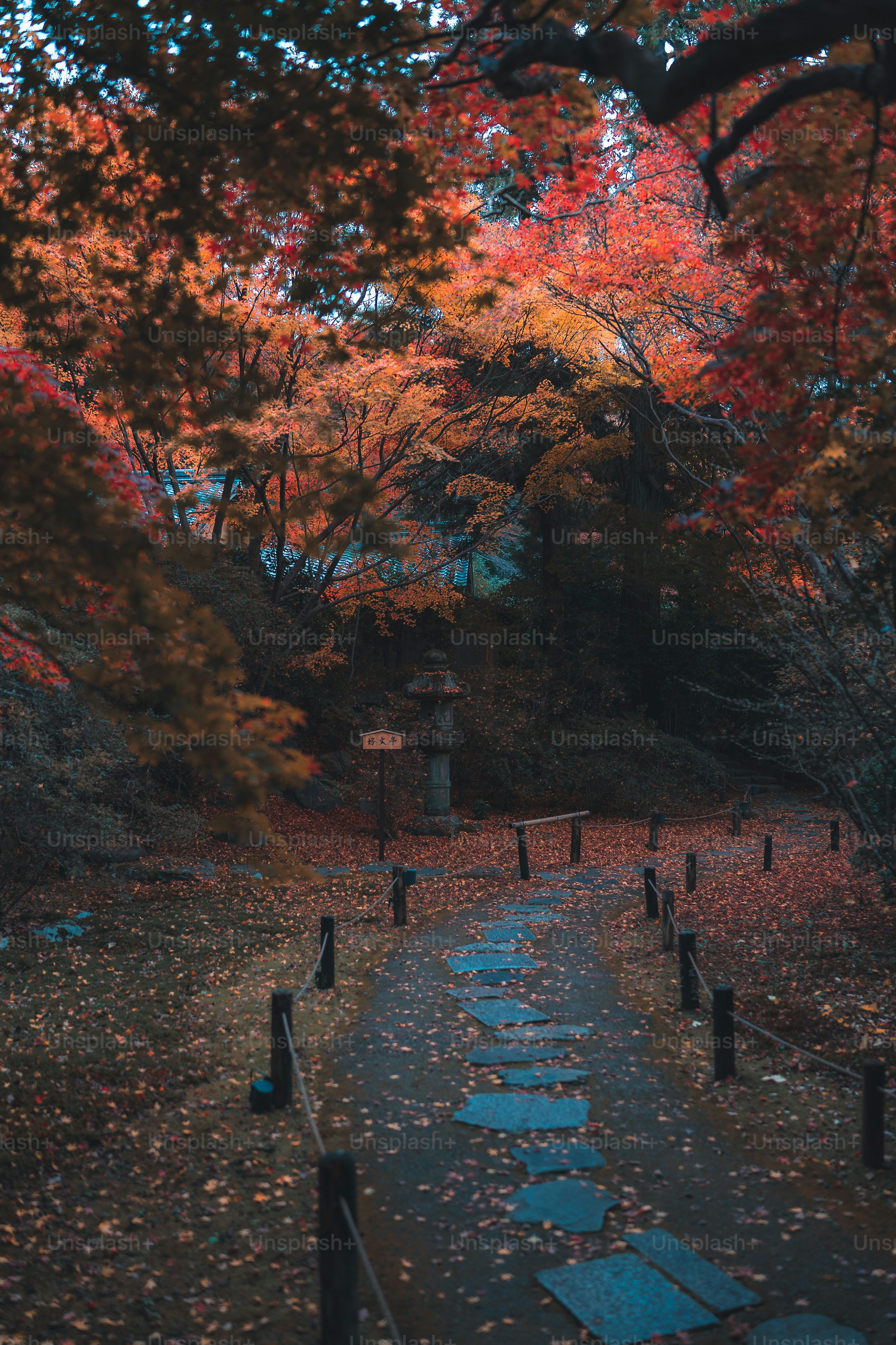 A path in the middle of a wooded area photo