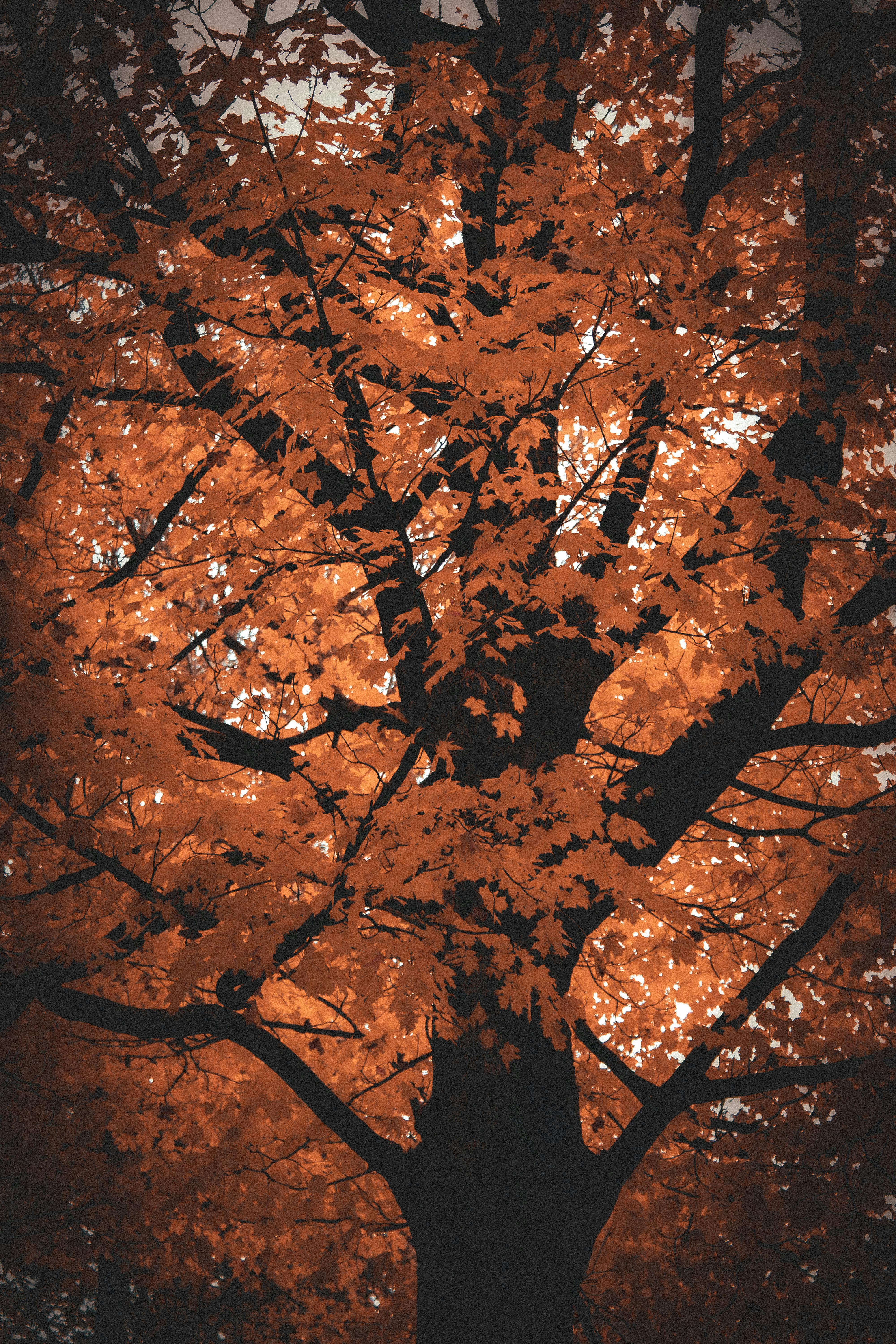 Autumn Foliage Photo, Download The BEST Free Autumn Foliage & HD Image