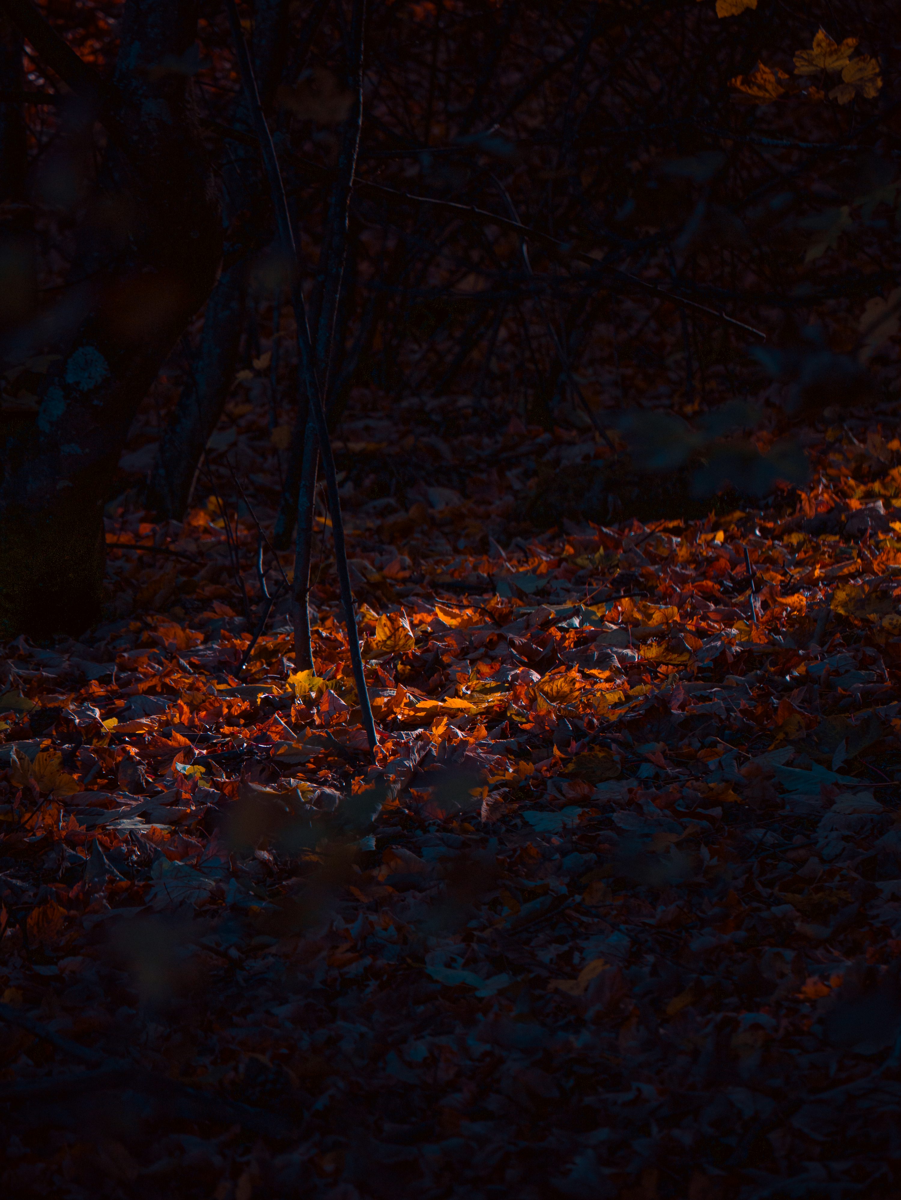Fallen leaves illuminated by a beam of light. photo